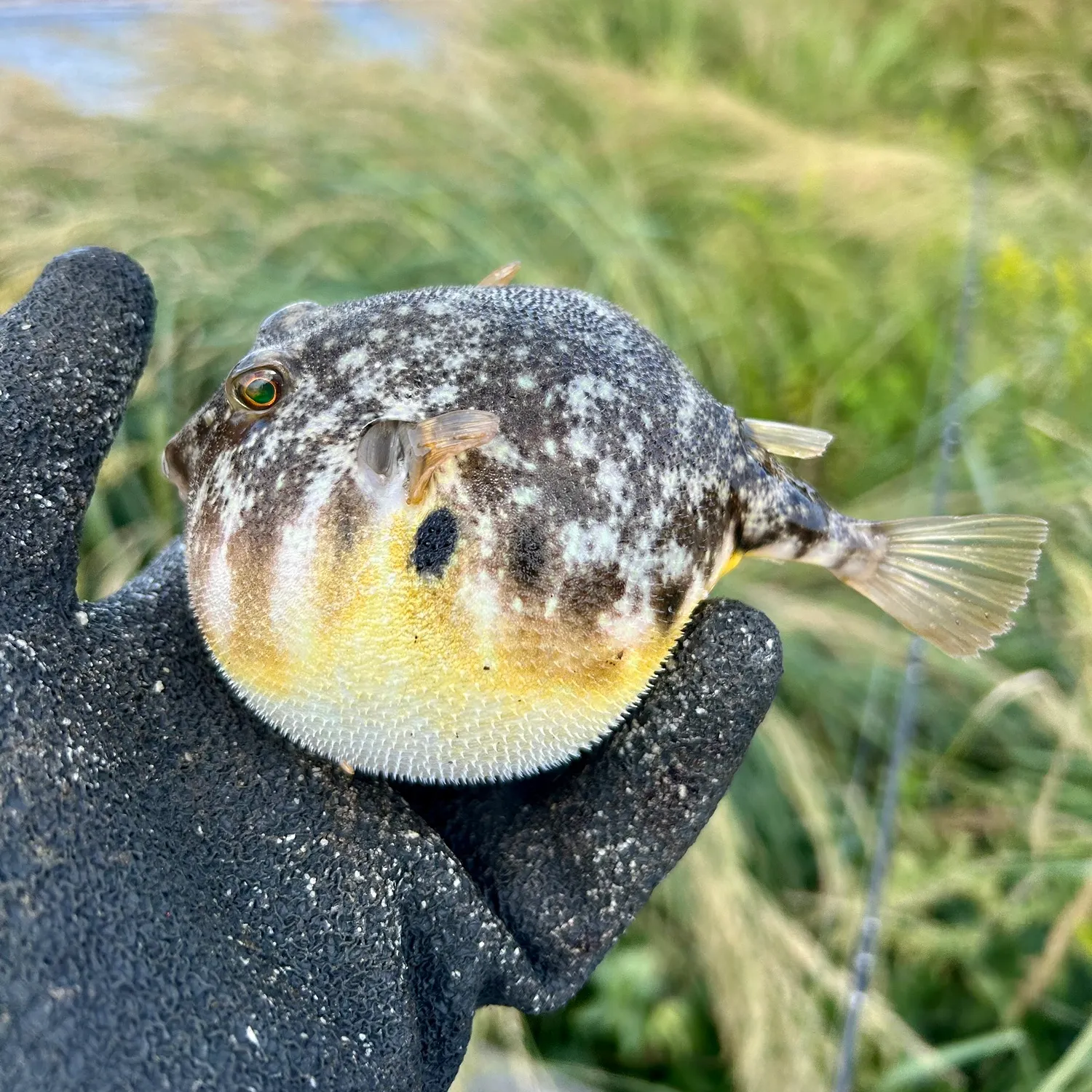 Northern puffer caught on Fishbrain