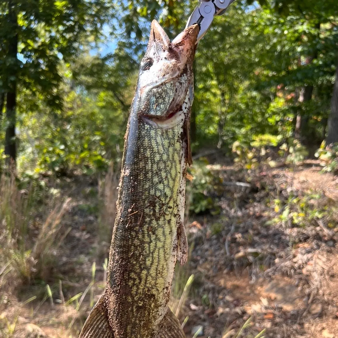Chain pickerel caught on Fishbrain