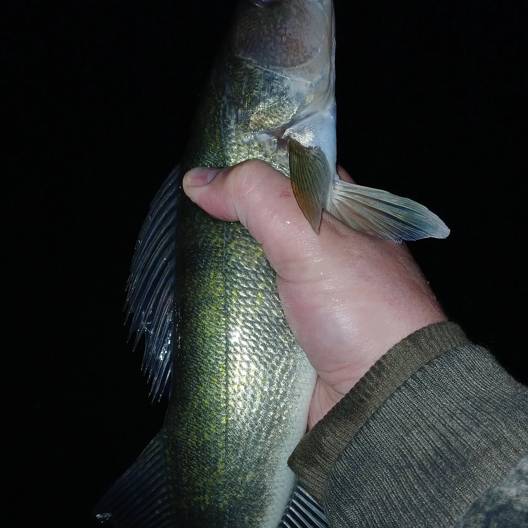 Walleye caught on Fishbrain