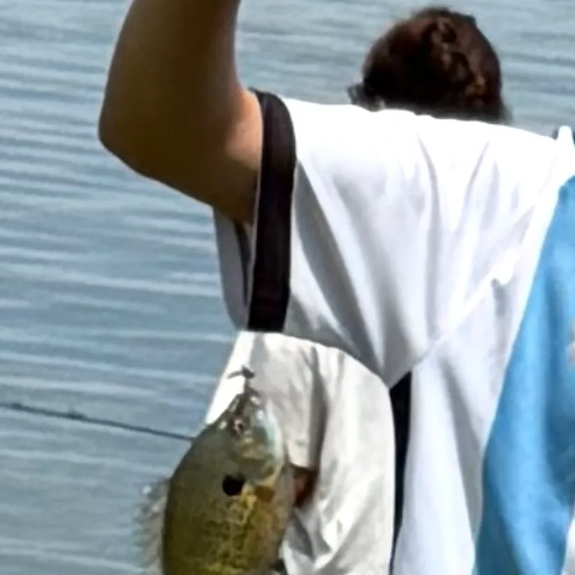 Bluegill caught on Fishbrain