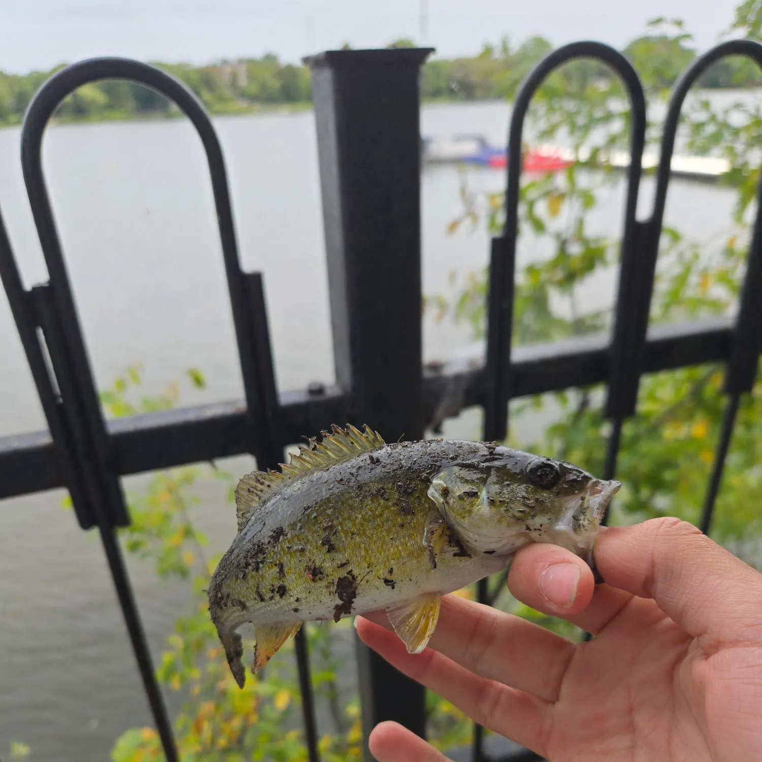 The most recent Smallmouth bass catches on Fishbrain