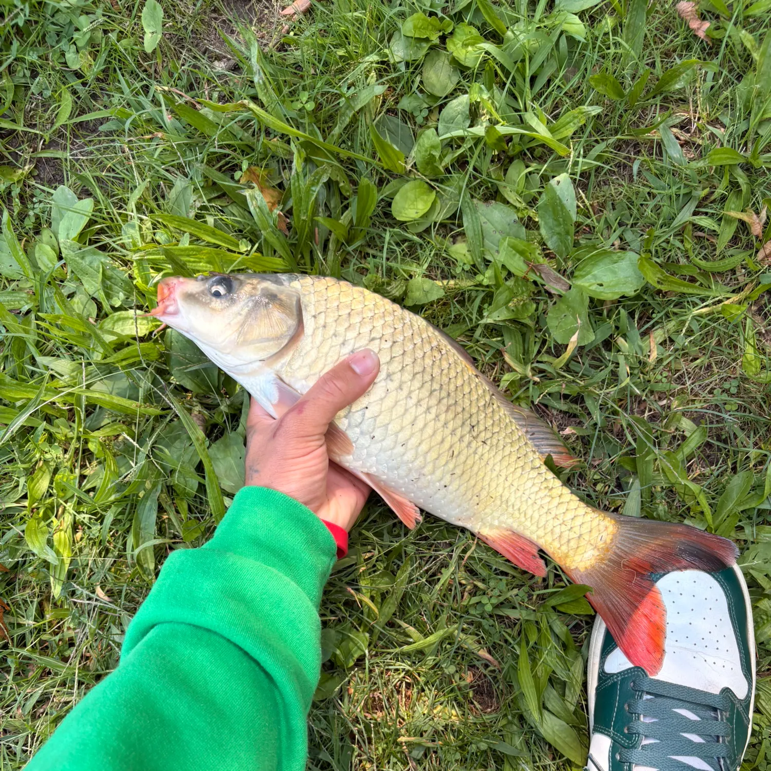 Common carp caught on Fishbrain