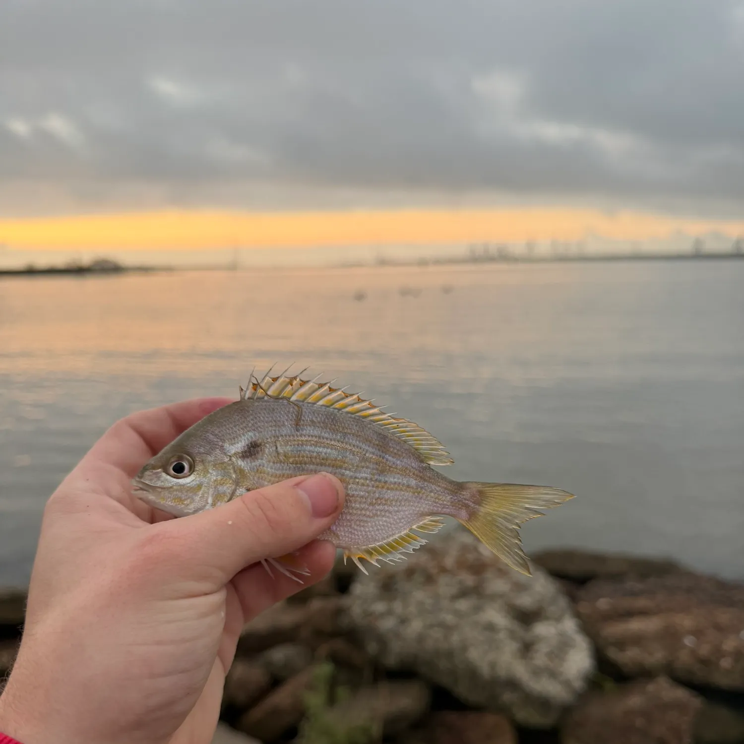 The most recent Pinfish catches on Fishbrain