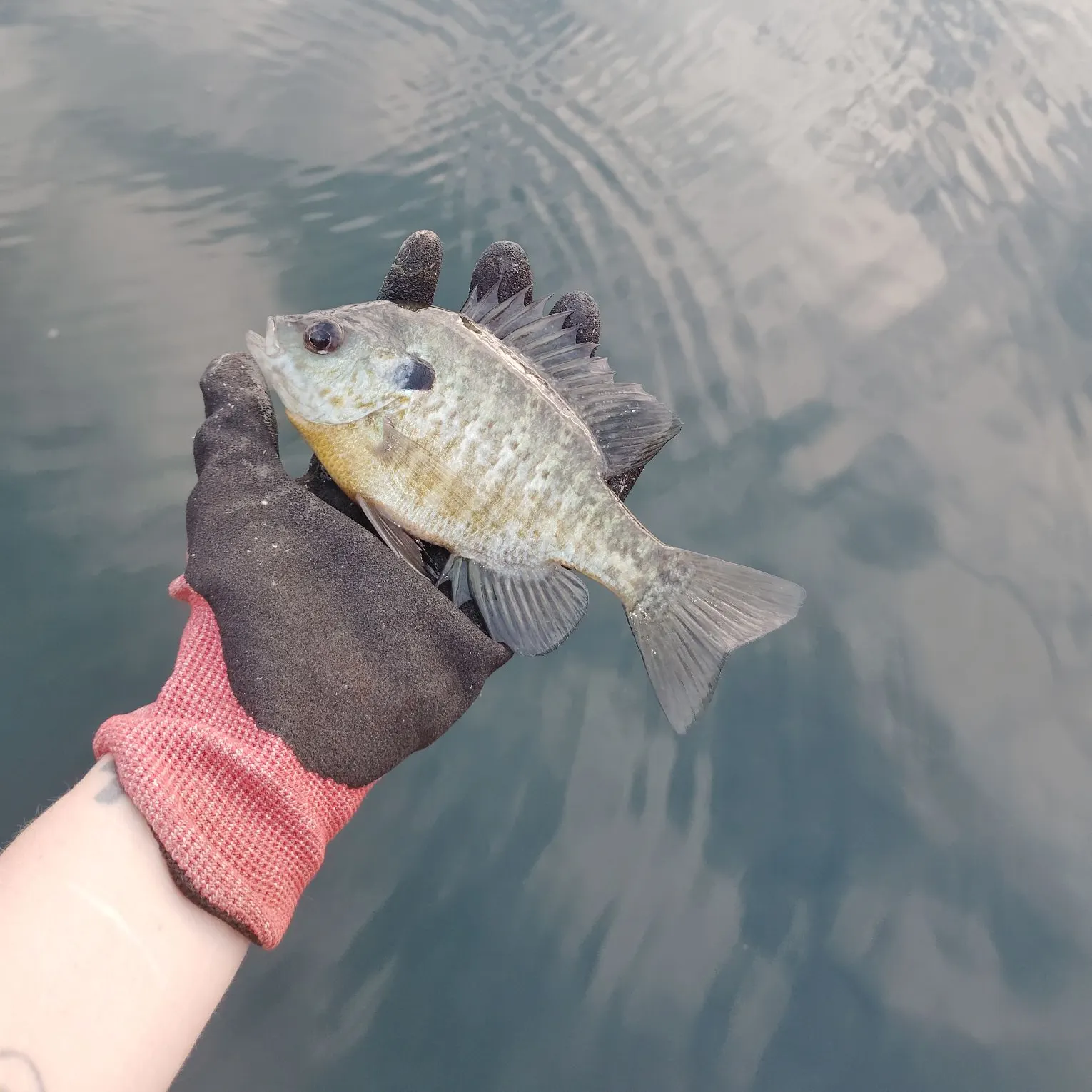 Bluegill caught on Fishbrain