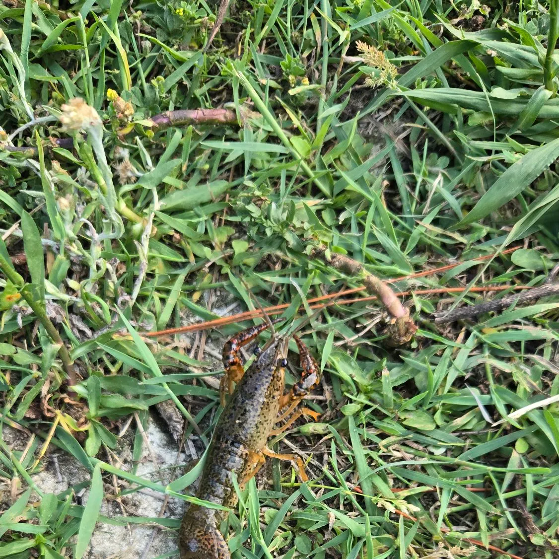 Red swamp crayfish caught on Fishbrain