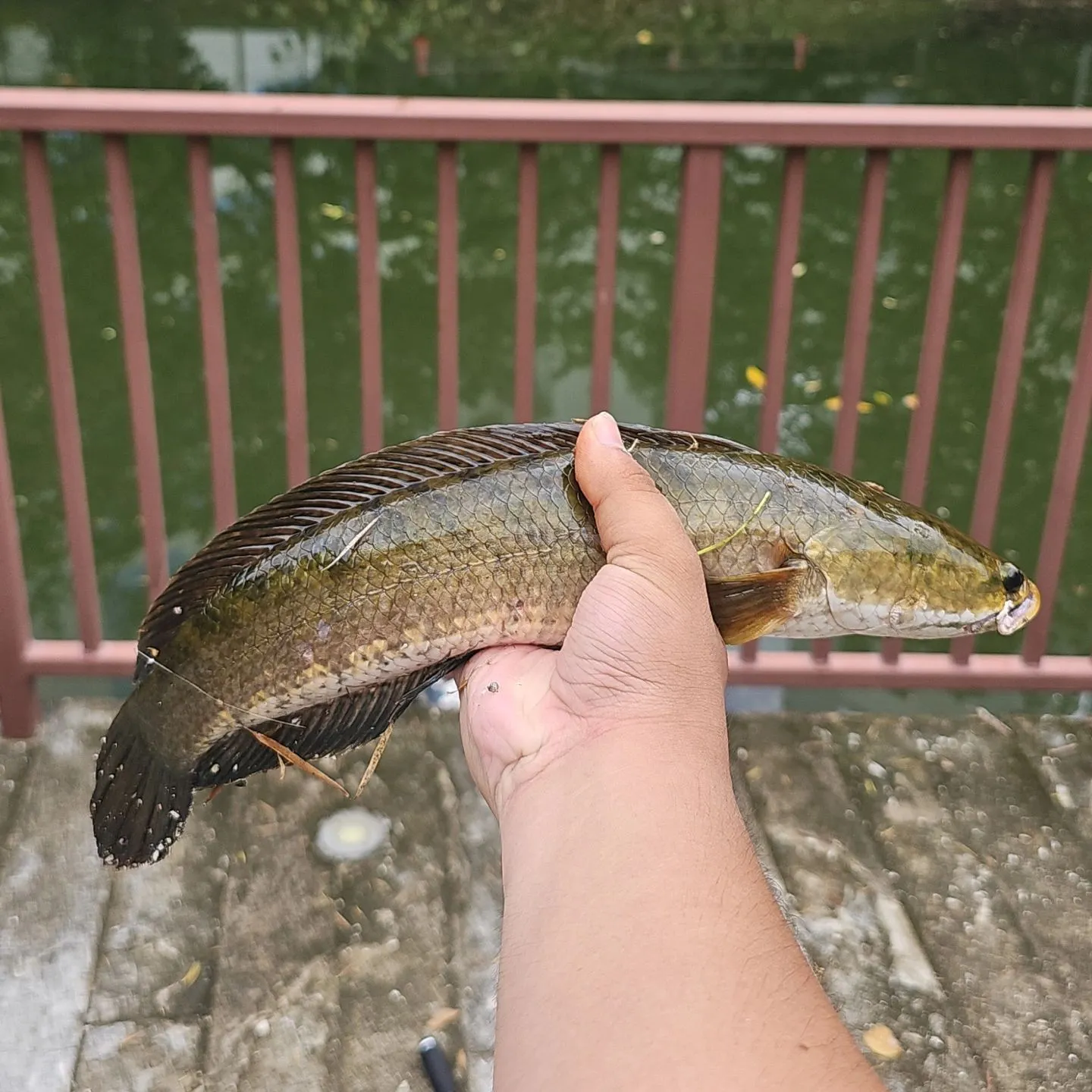 The most popular recent Striped snakehead catch on Fishbrain