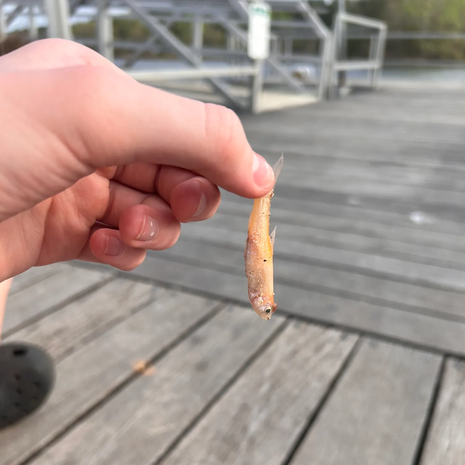 The most recent Fathead minnow catches on Fishbrain