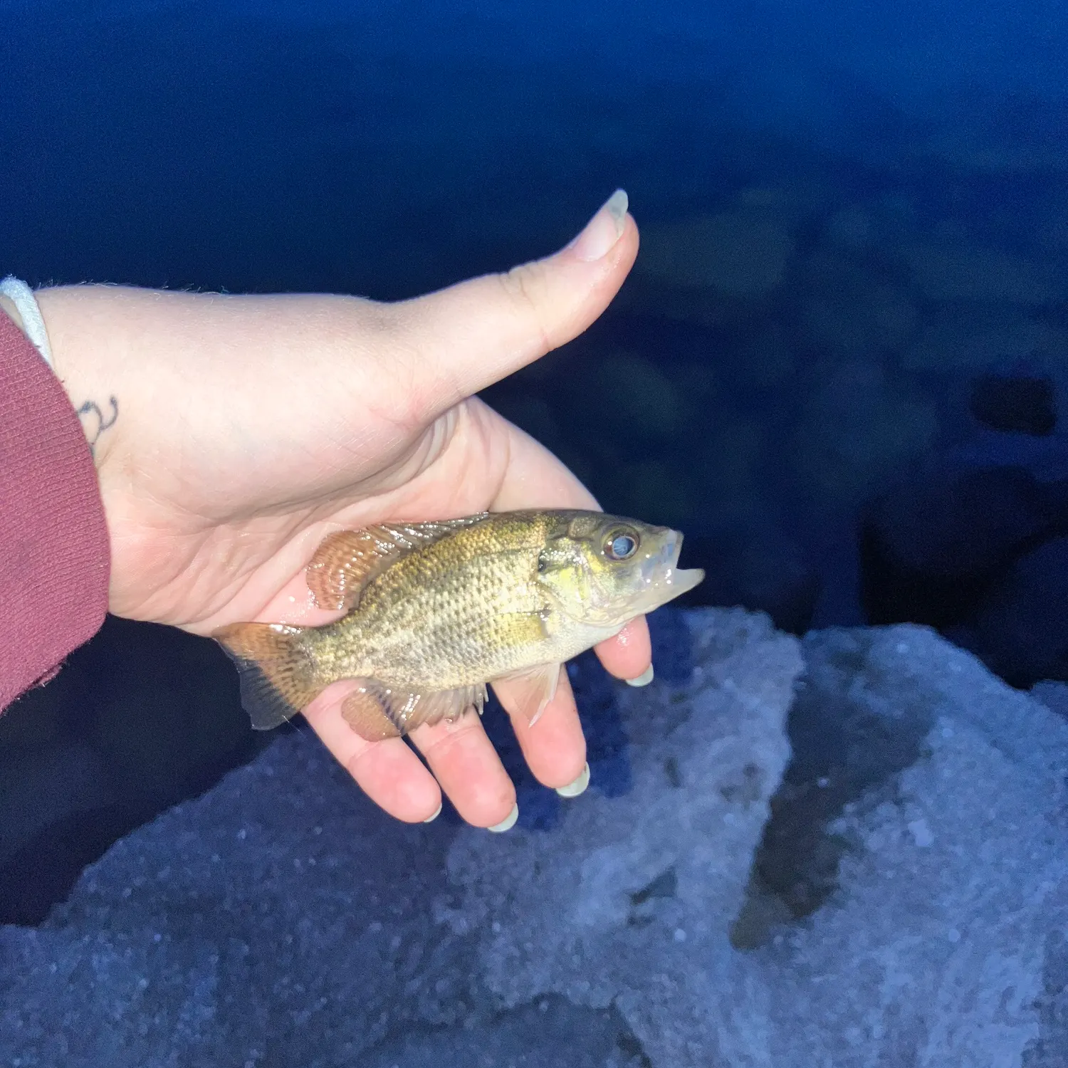 Rock bass caught on Fishbrain