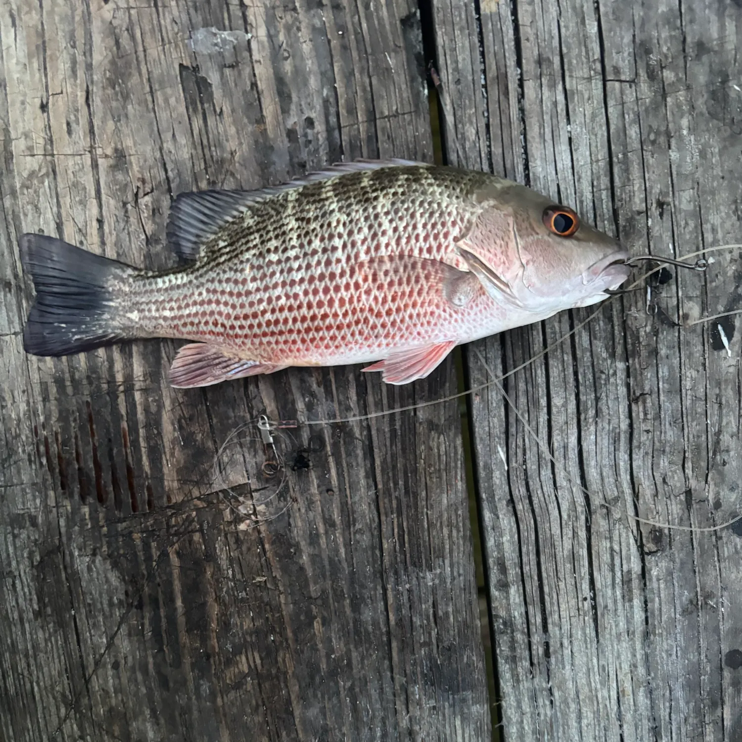 Mangrove snapper caught on Fishbrain