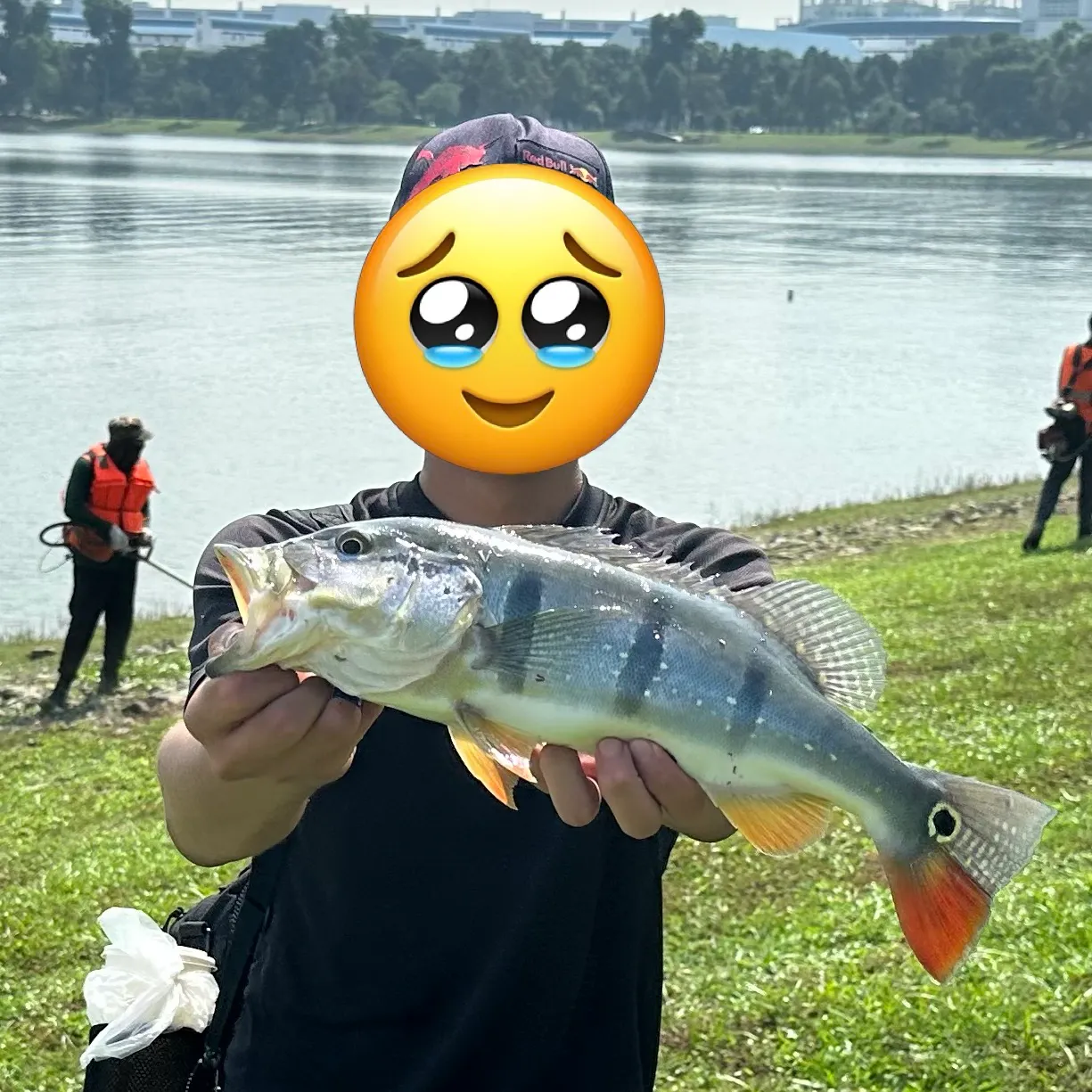 The most recent Speckled peacock bass catches on Fishbrain