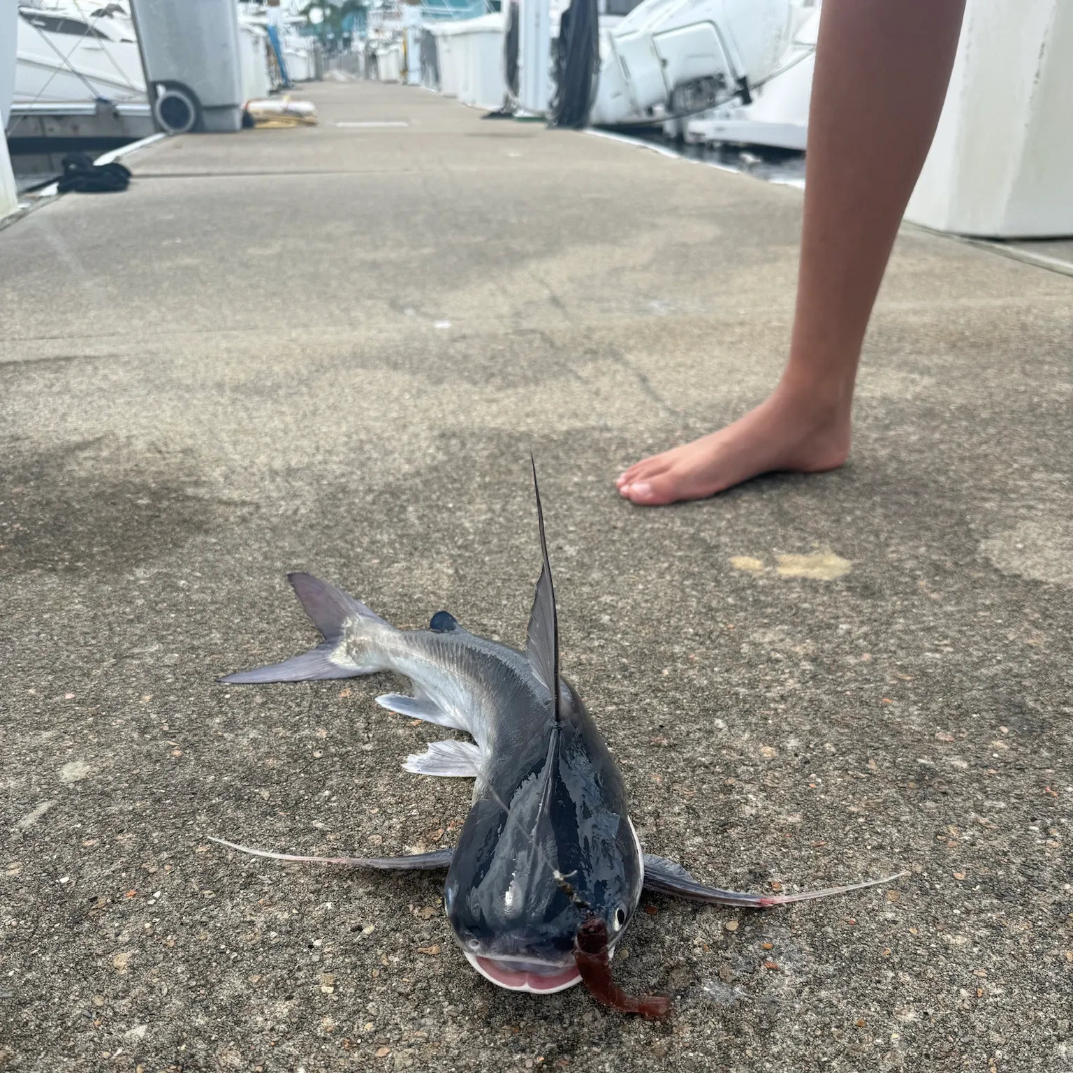 The most recent Gafftopsail sea catfish catches on Fishbrain
