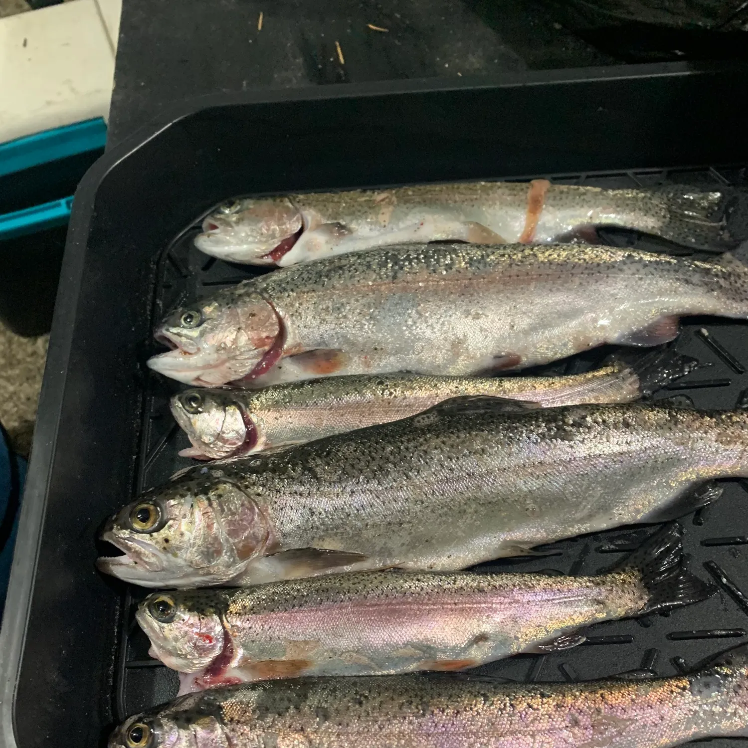 recently logged catches