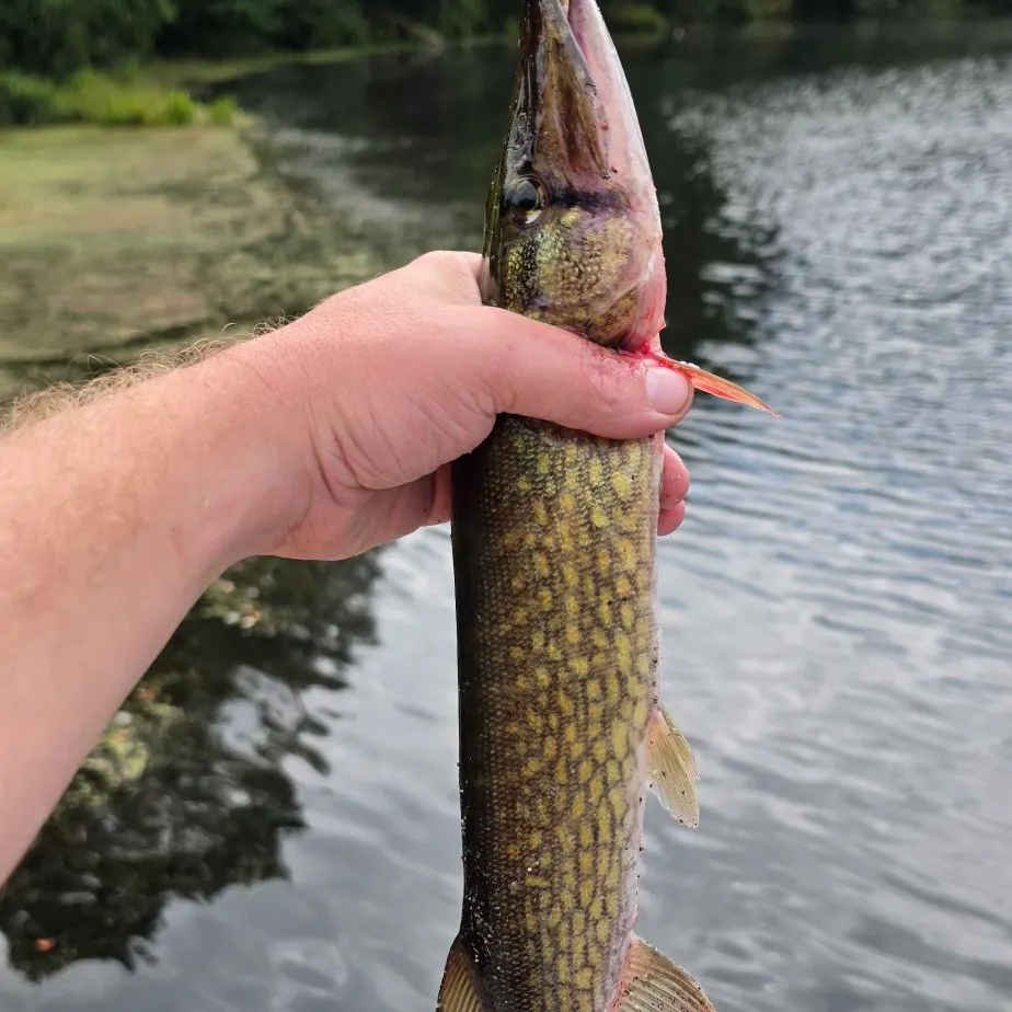 Chain pickerel caught on Fishbrain