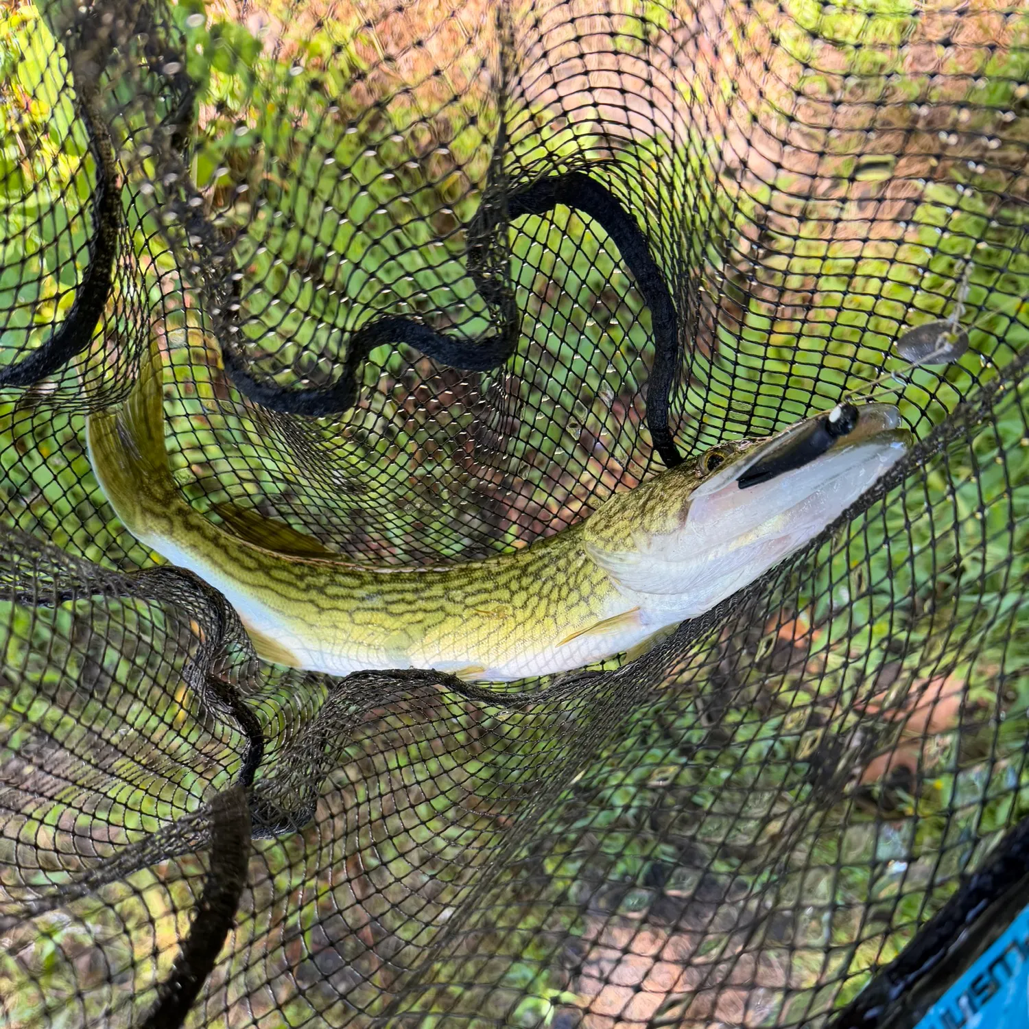 Chain pickerel caught on Fishbrain