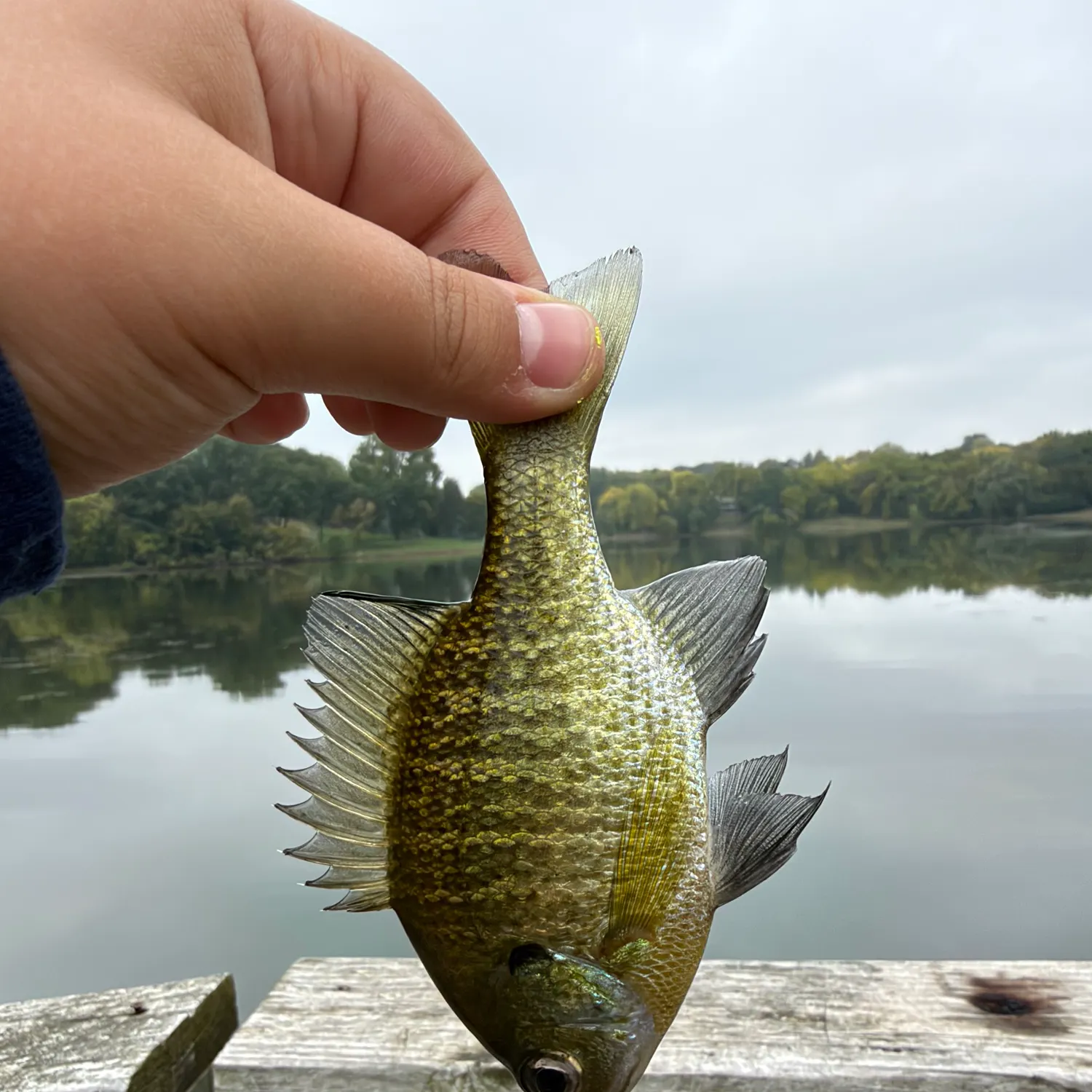 Bluegill caught on Fishbrain