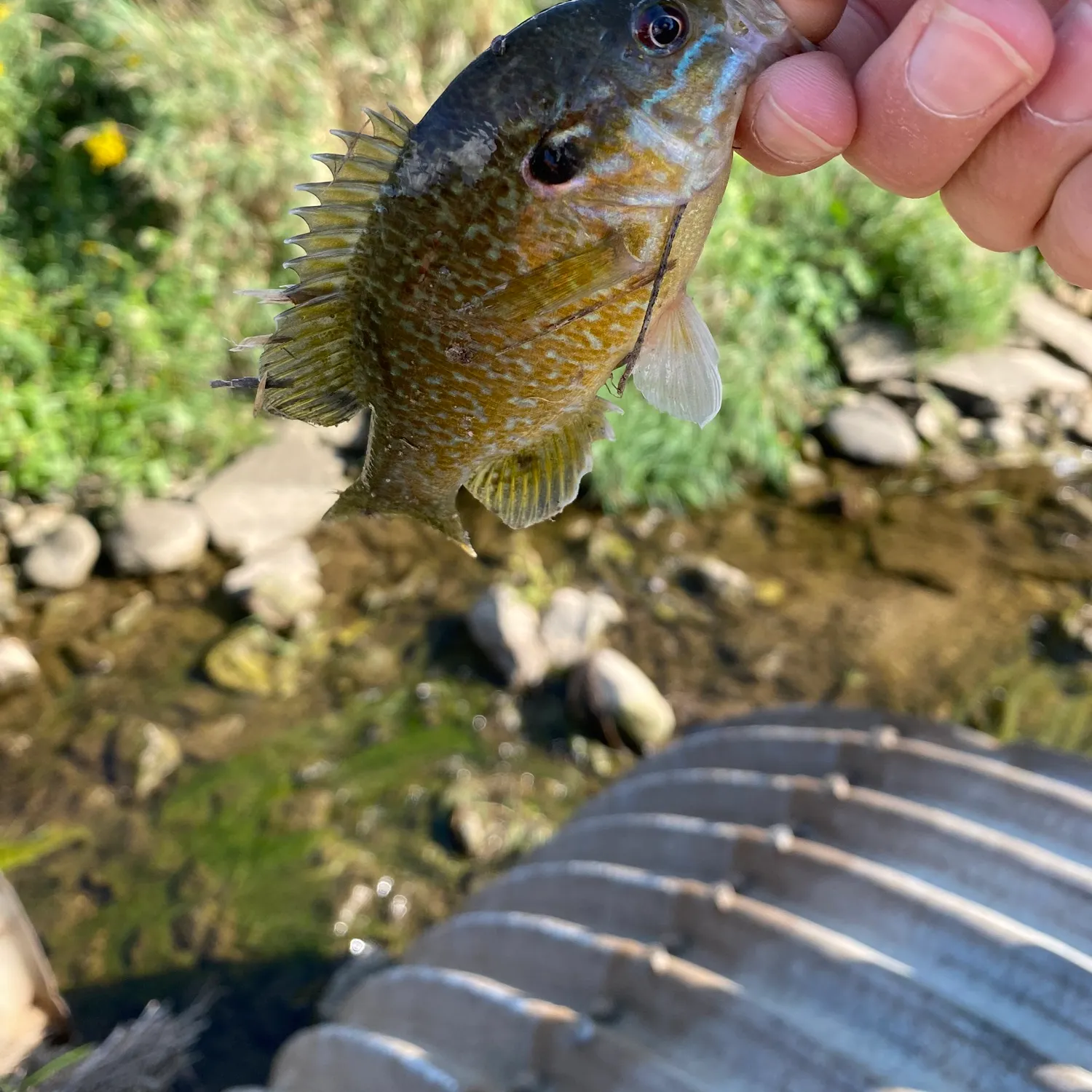 Greengill hybrid caught on Fishbrain