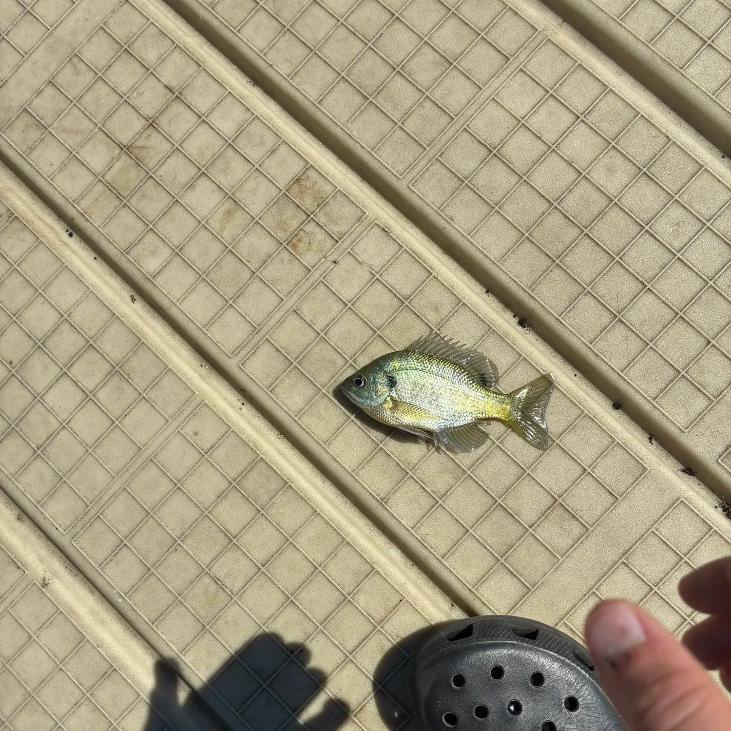 Bluegill caught on Fishbrain
