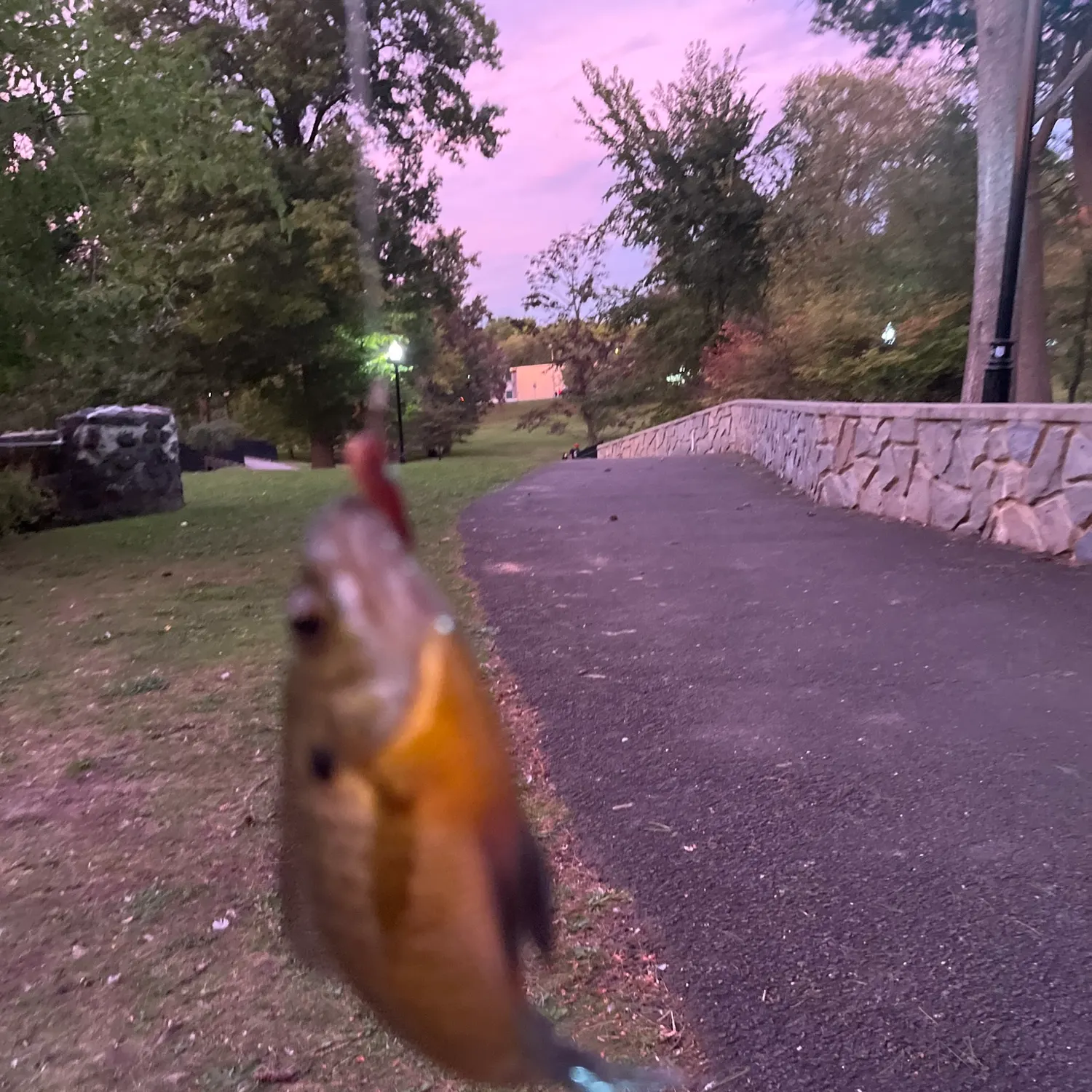 Bluegill caught on Fishbrain