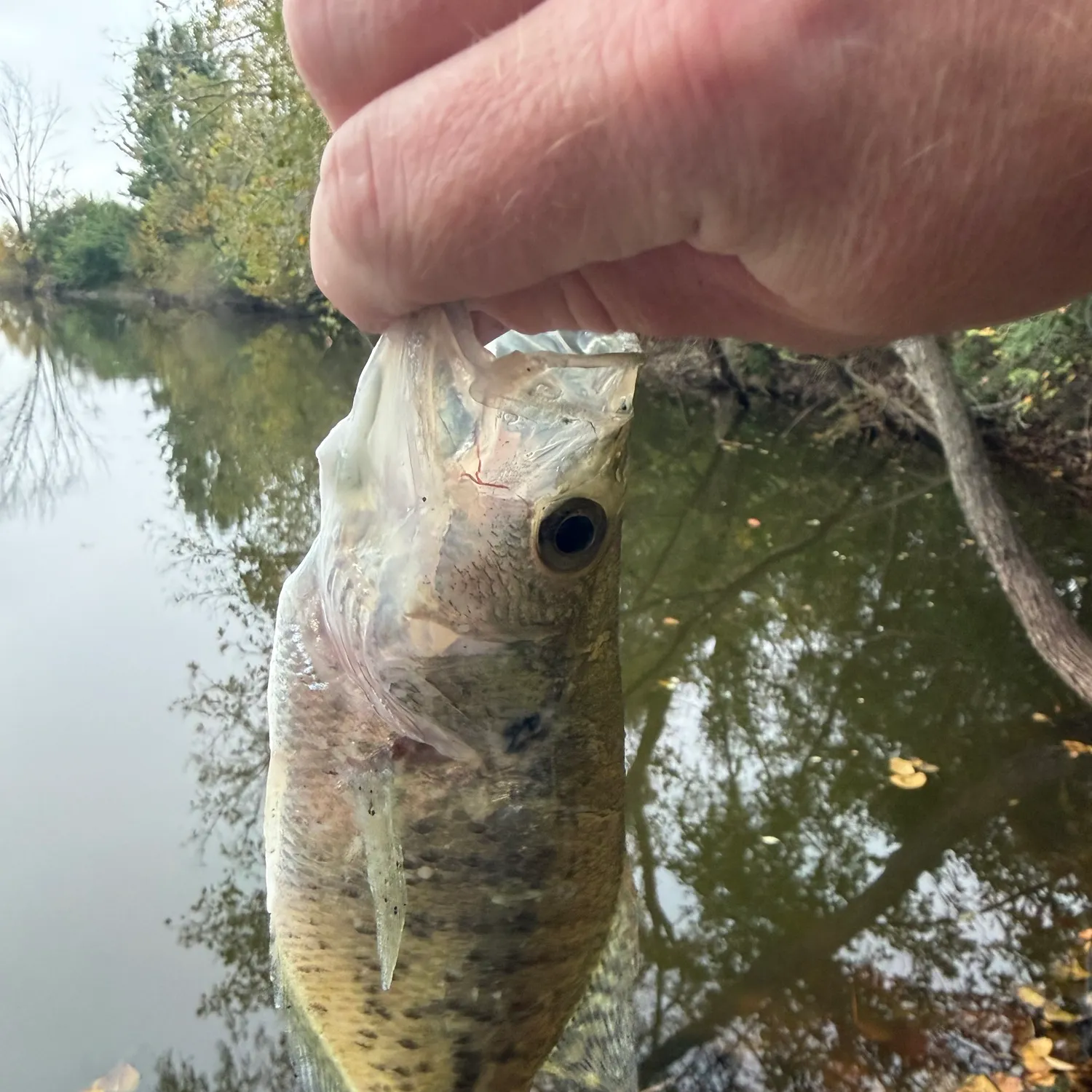 White crappie caught on Fishbrain