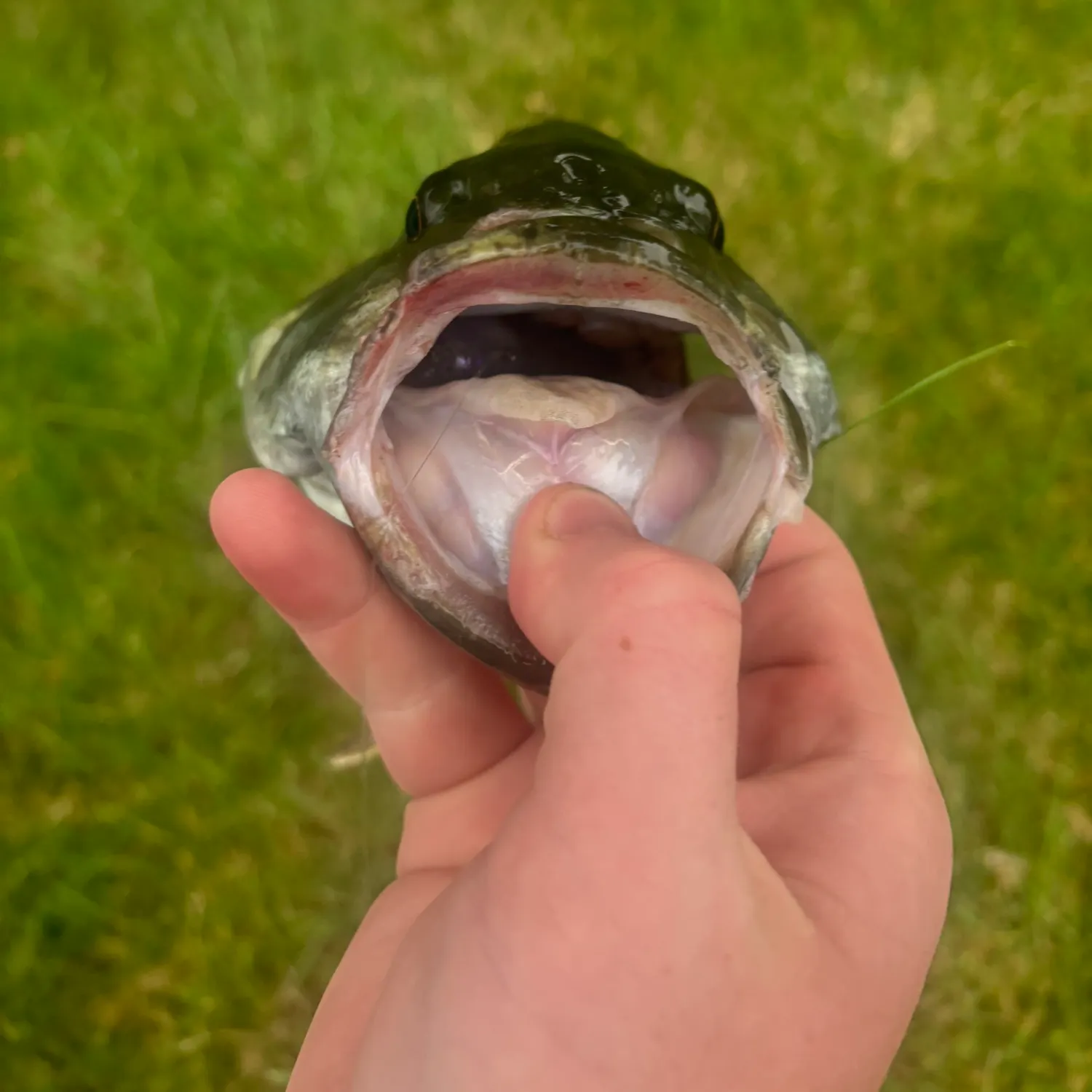 Smallmouth bass caught on Fishbrain