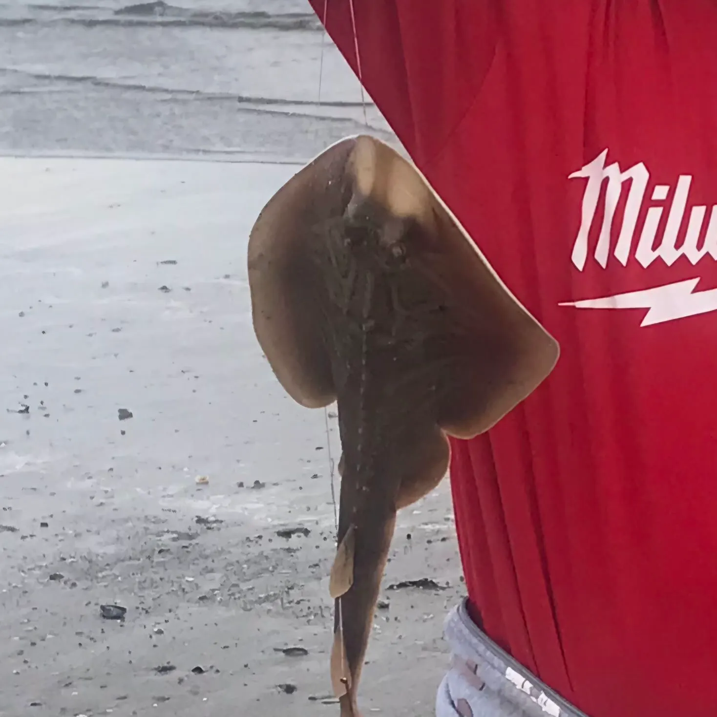 Southern fiddler caught on Fishbrain