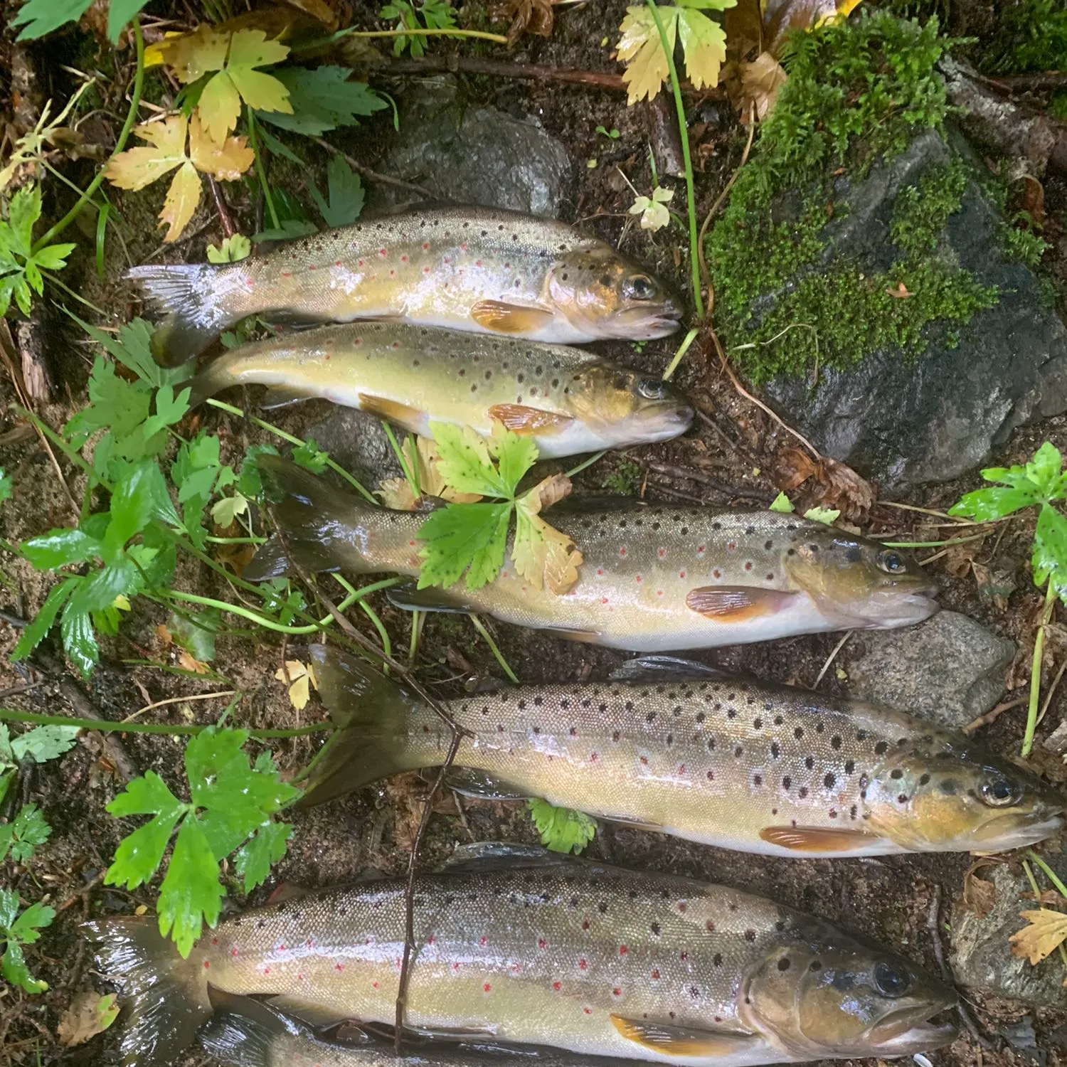 recently logged catches