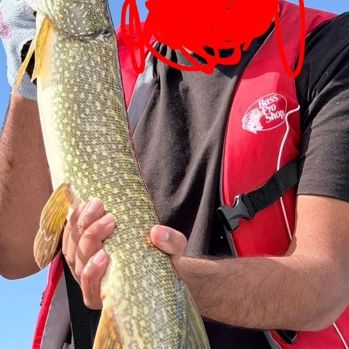 Northern pike caught on Fishbrain
