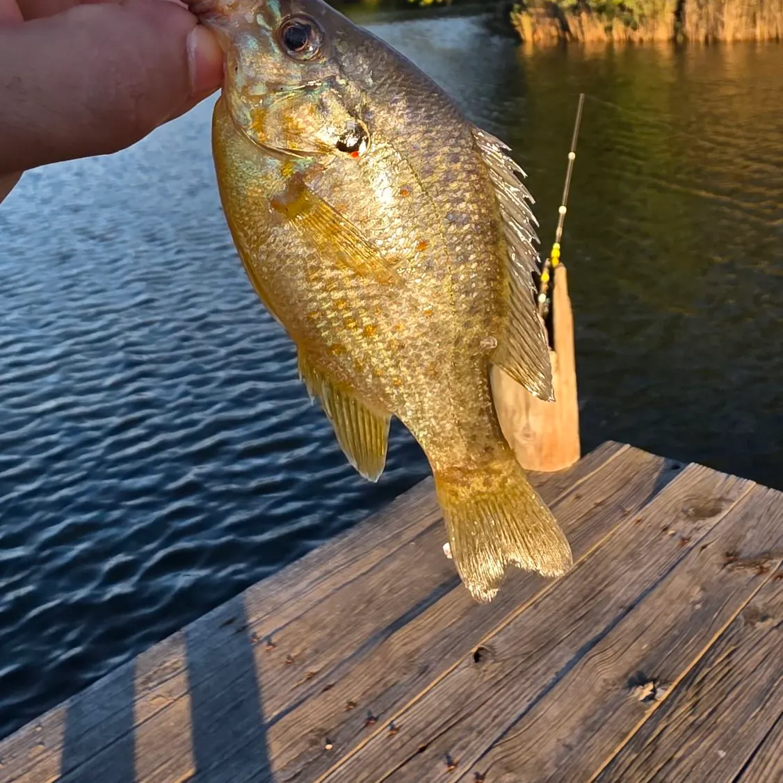 Pumpkinseed caught on Fishbrain