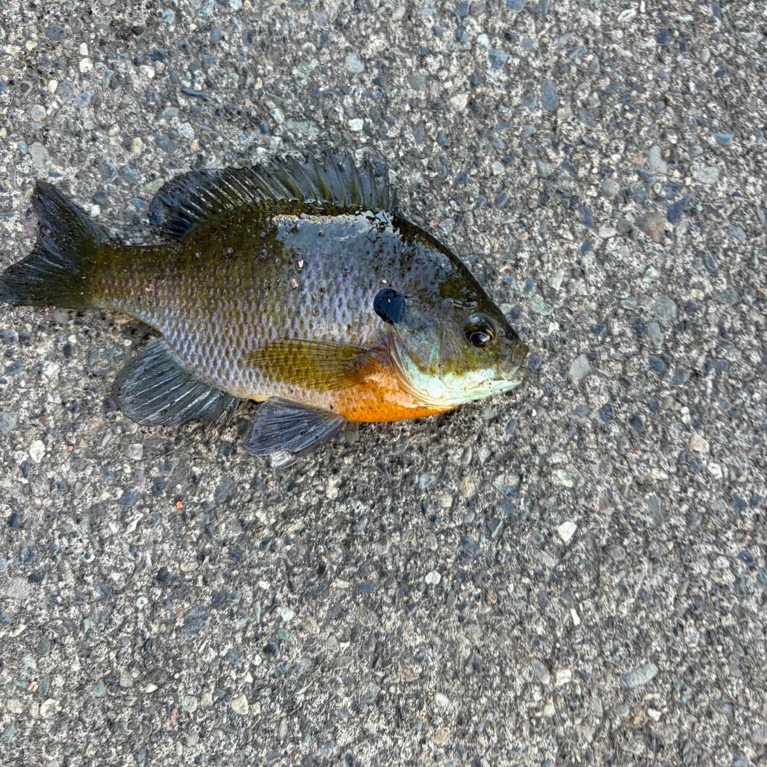 Bluegill caught on Fishbrain