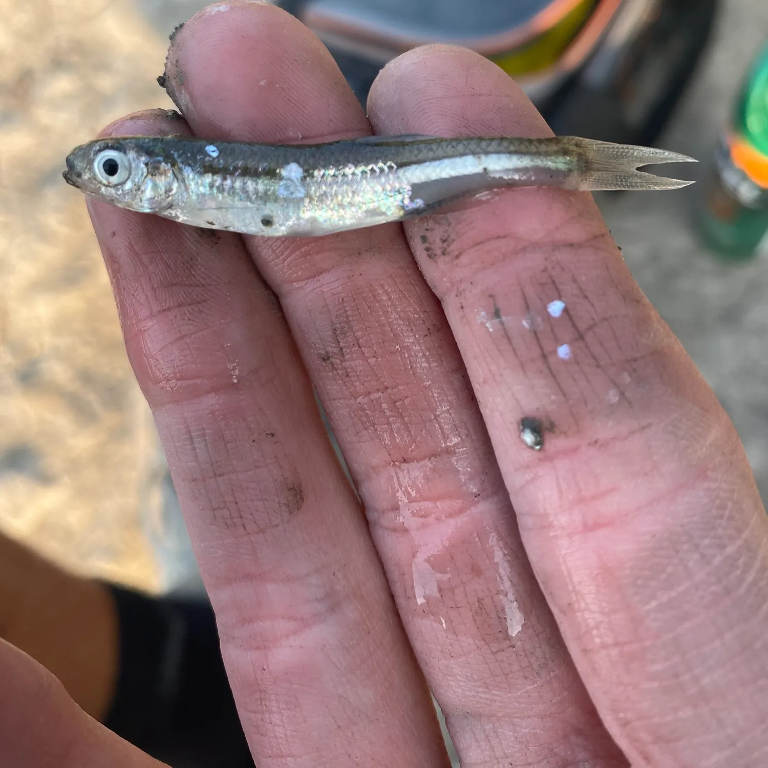 The most recent Sandbar shiner catches on Fishbrain