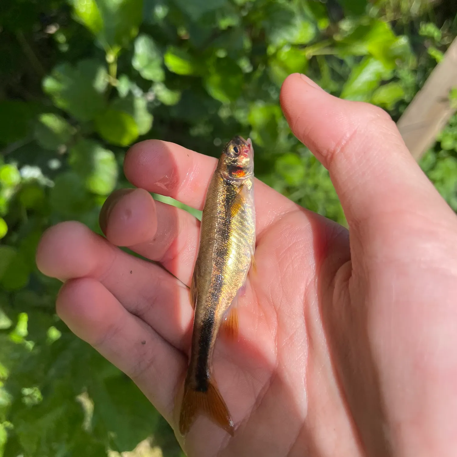 The most recent Three-spined stickleback catches on Fishbrain
