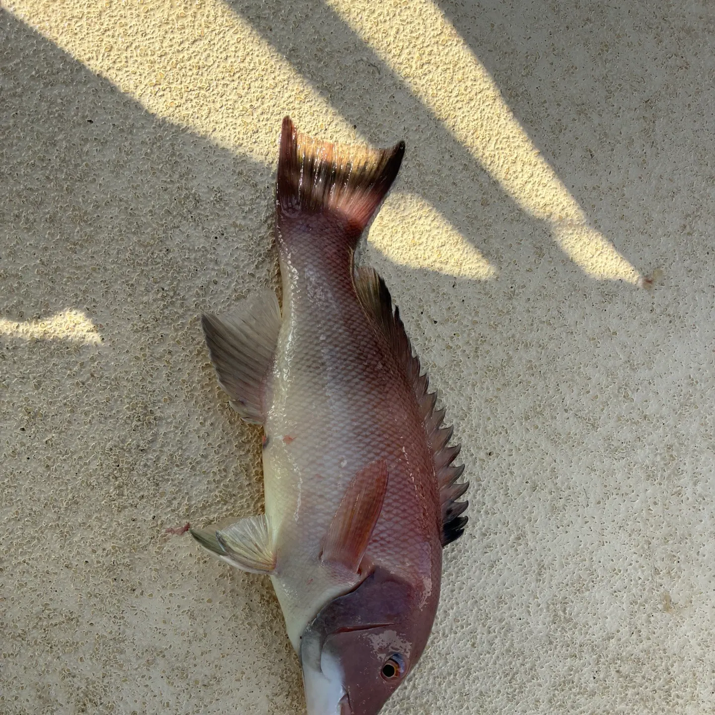 California sheephead caught on Fishbrain