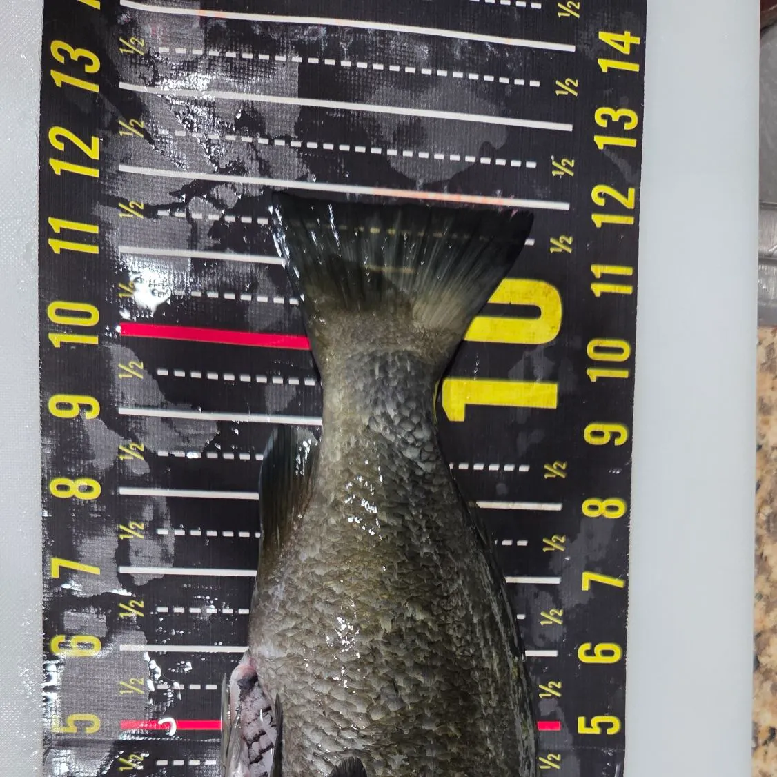 The most recent Opaleye catches on Fishbrain