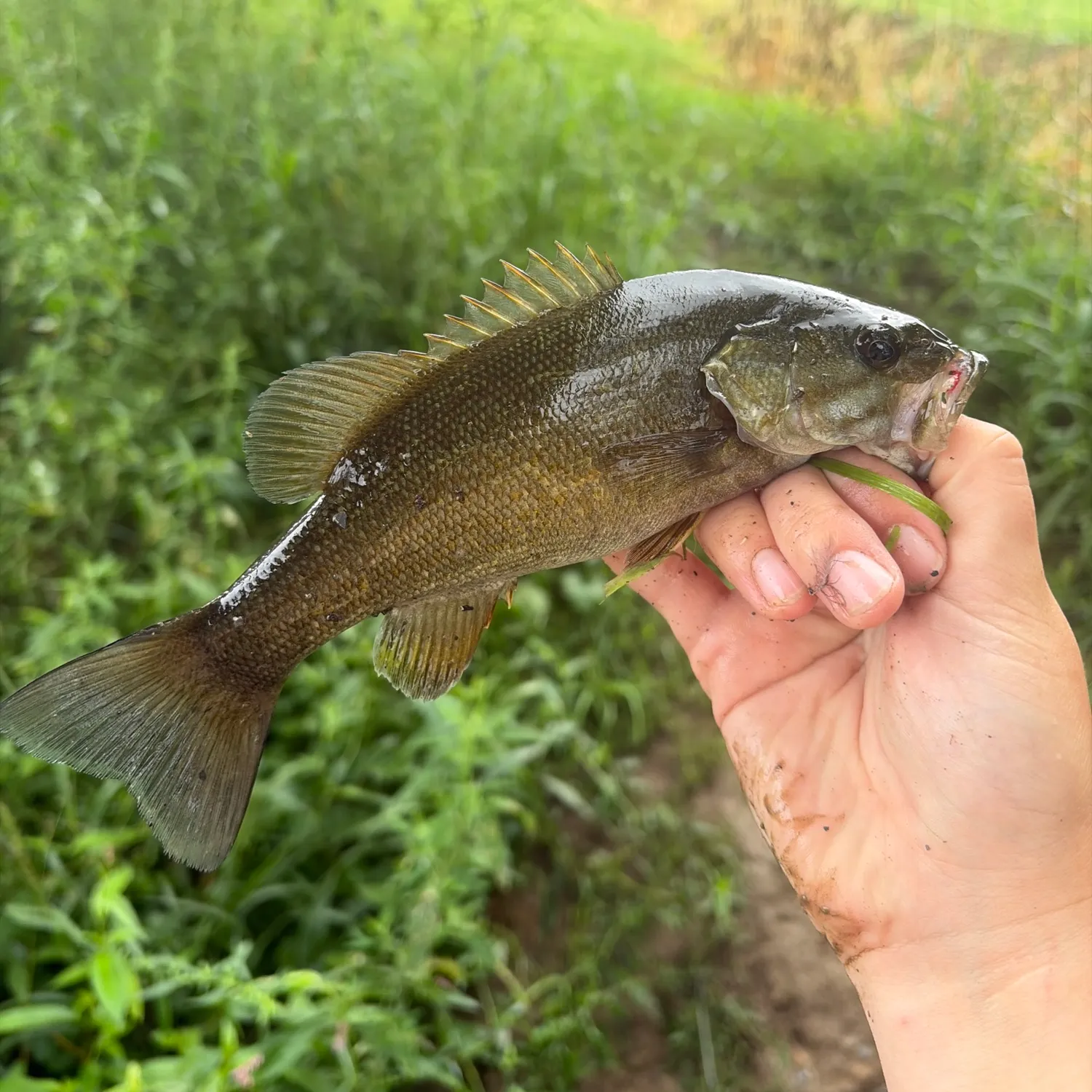 Smallmouth bass caught on Fishbrain