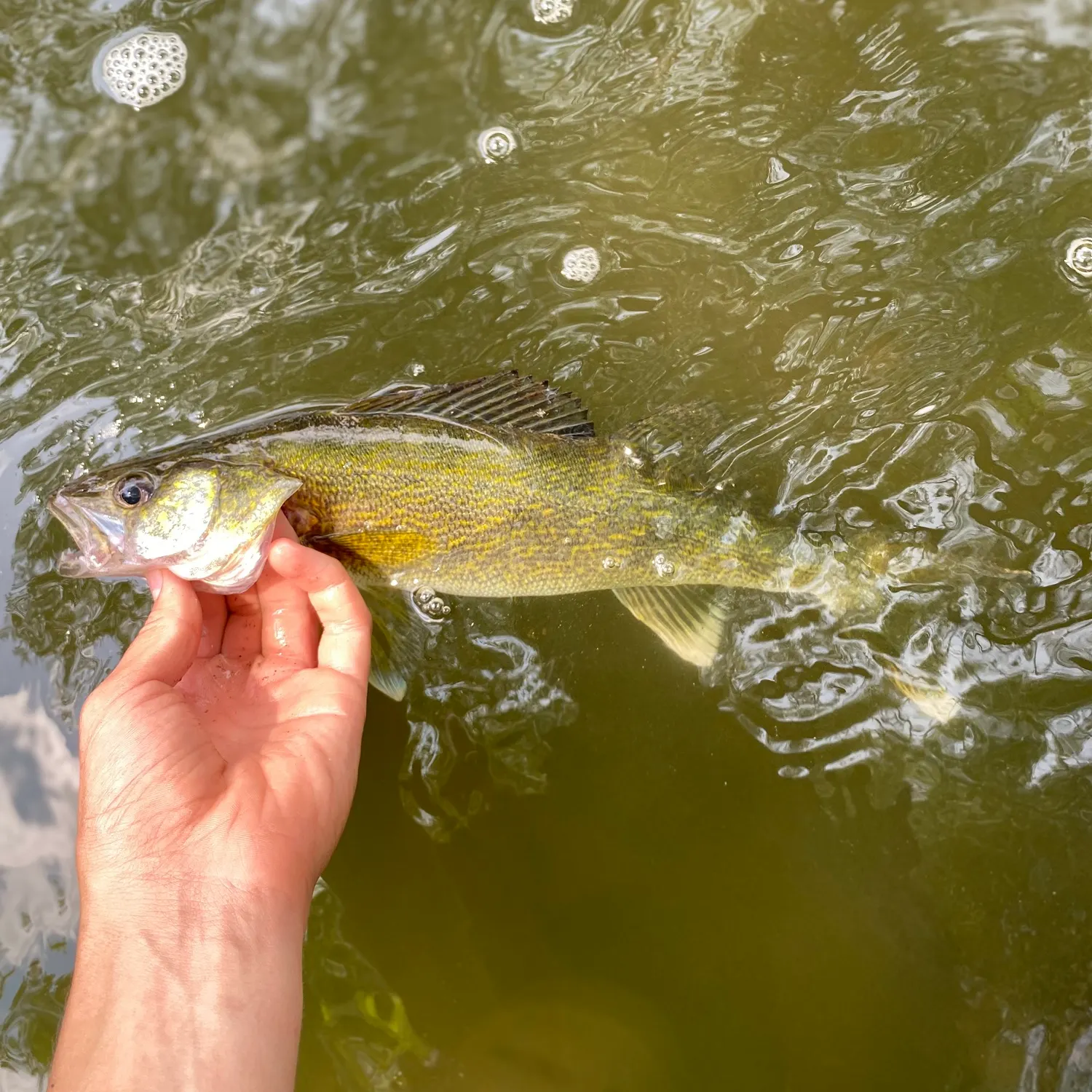 Walleye caught on Fishbrain