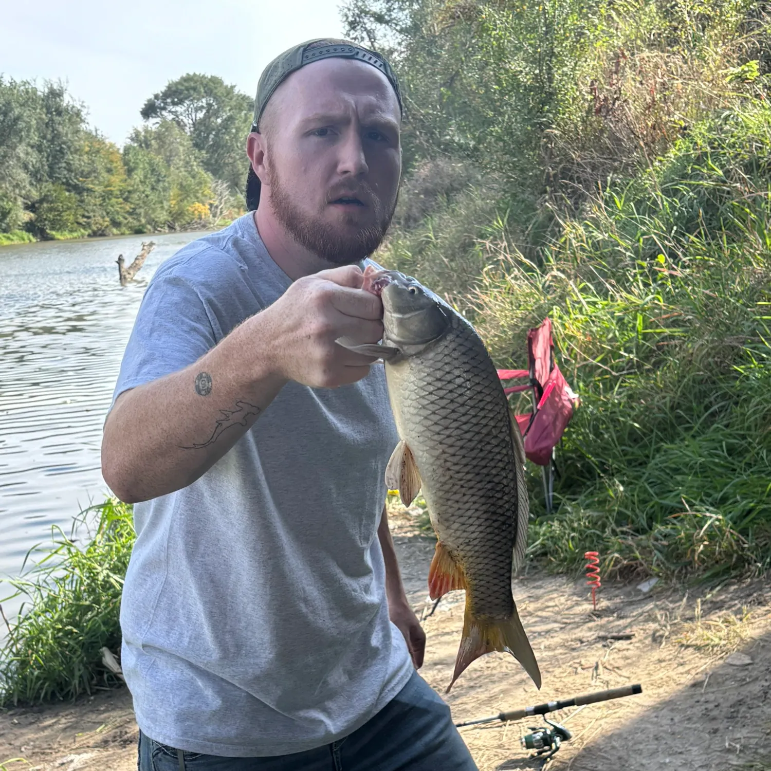 Common carp caught on Fishbrain