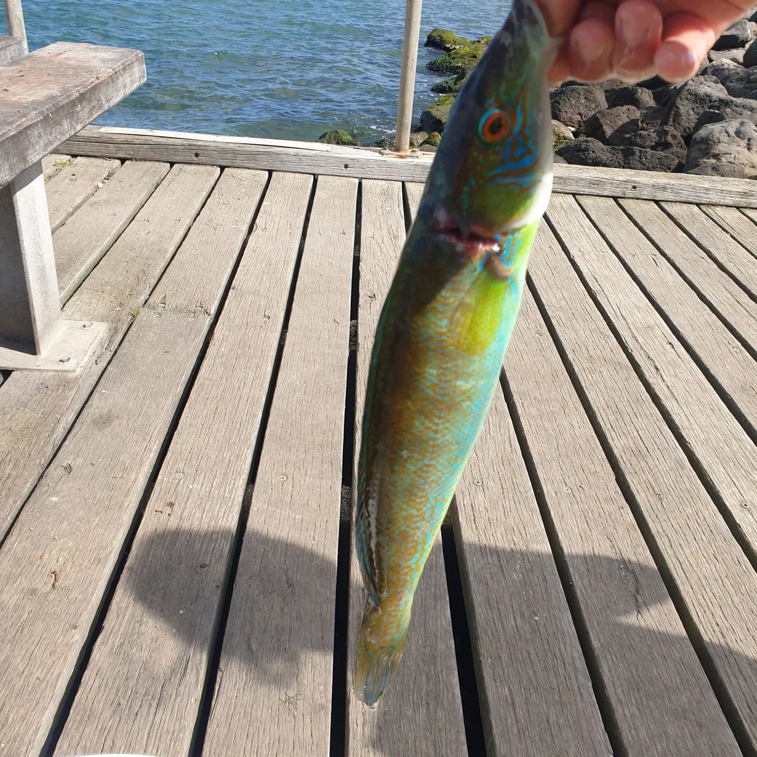 The most recent Blue weed whiting catches on Fishbrain