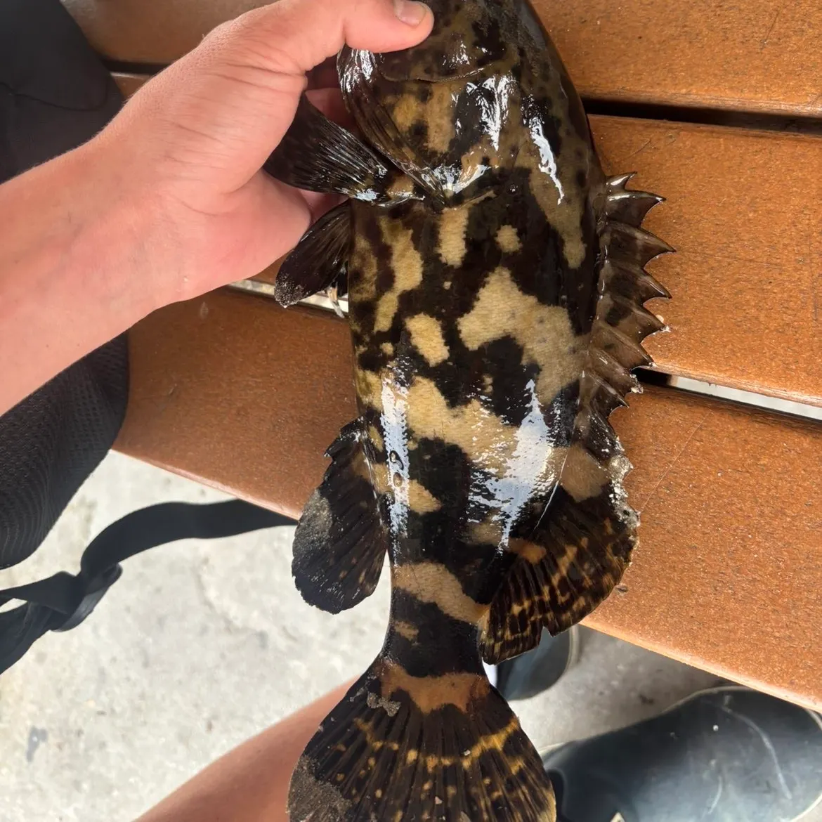 The most recent Atlantic goliath grouper catches on Fishbrain