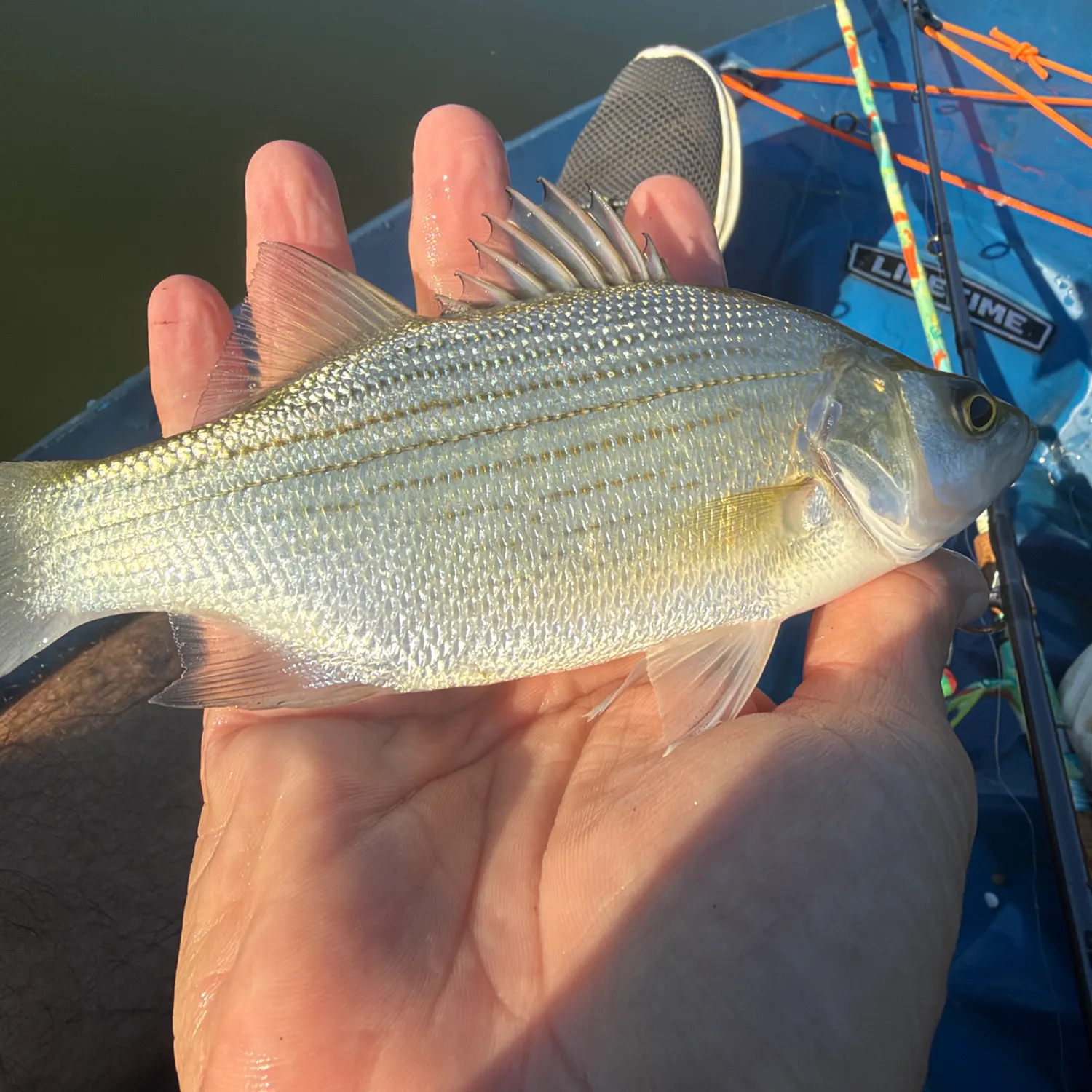 White bass caught on Fishbrain