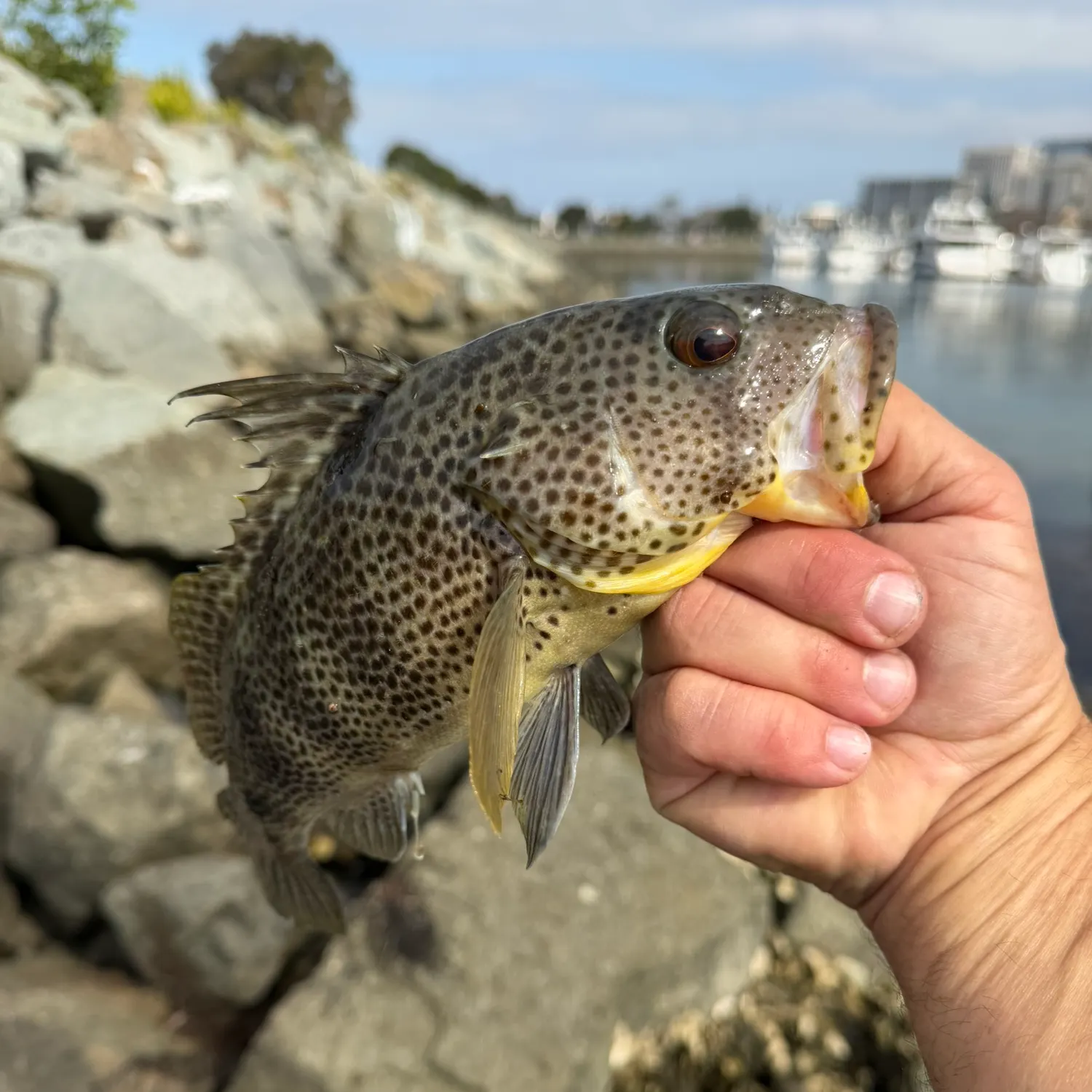 catch