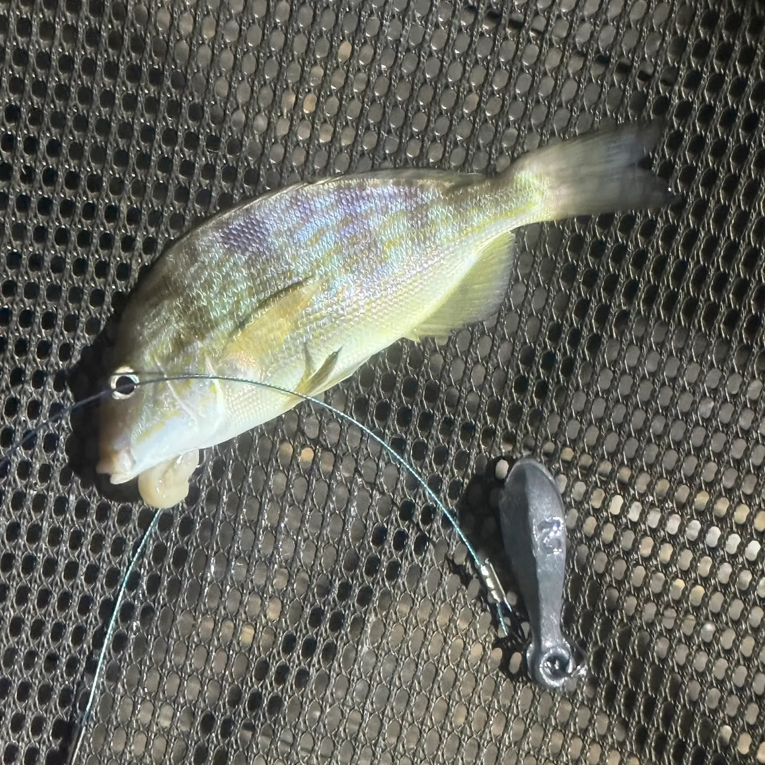 Pigfish caught on Fishbrain