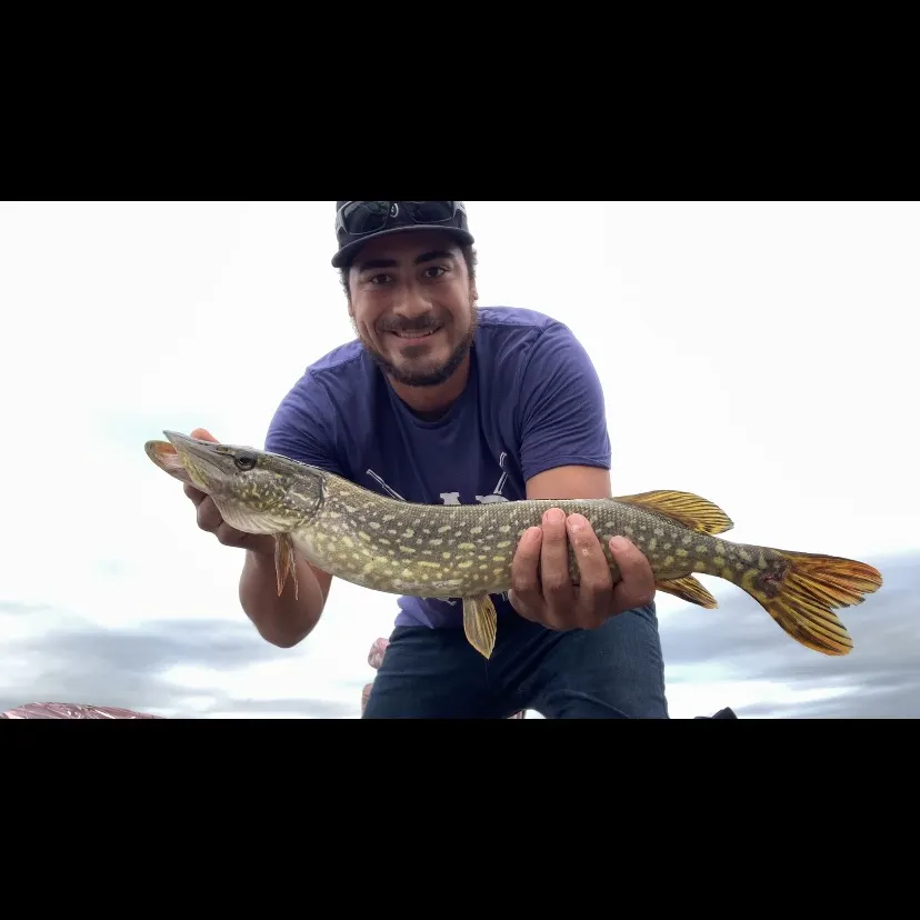 Northern pike caught on Fishbrain