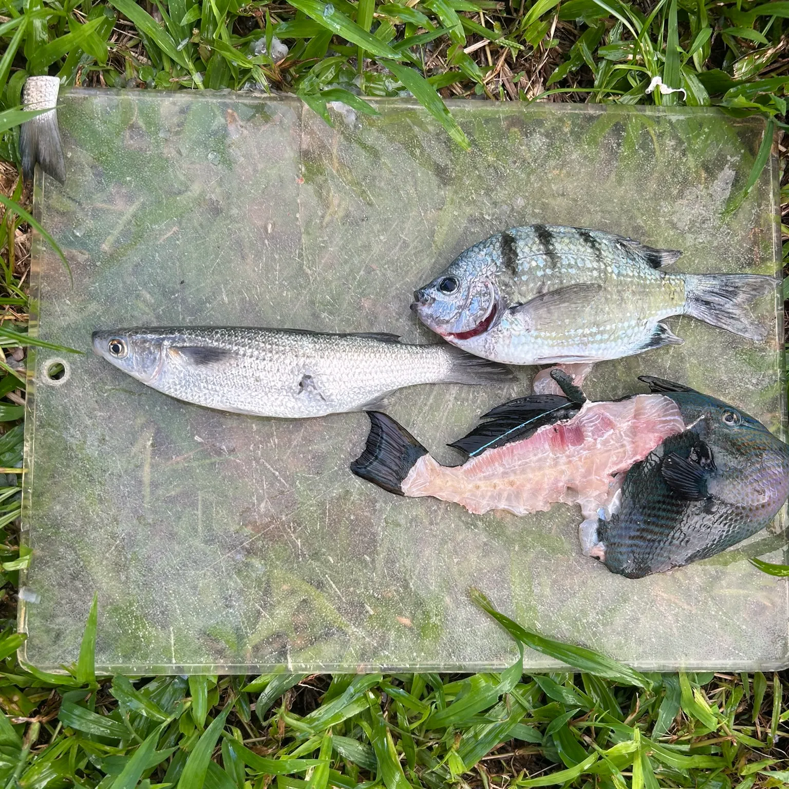 The most recent Striped triggerfish catches on Fishbrain