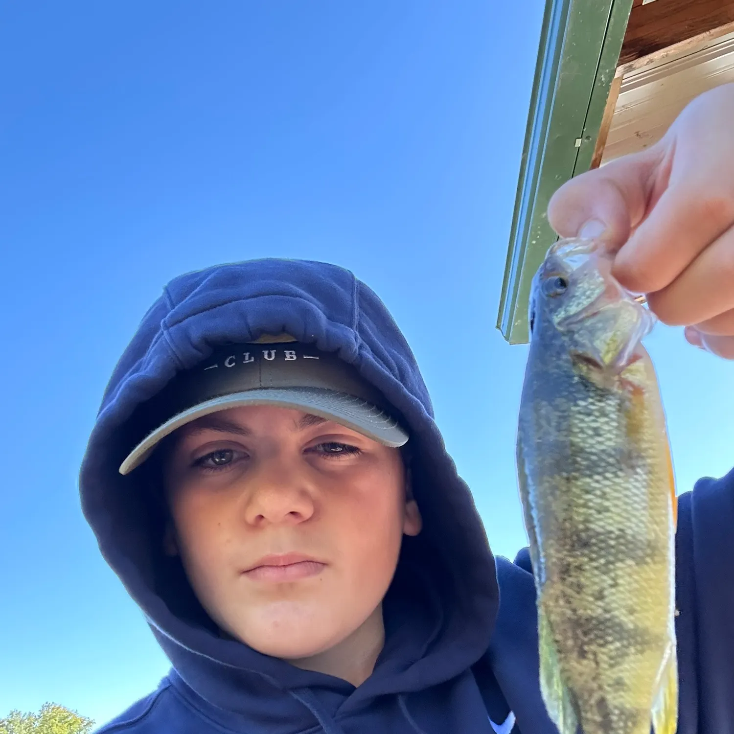 Yellow perch caught on Fishbrain