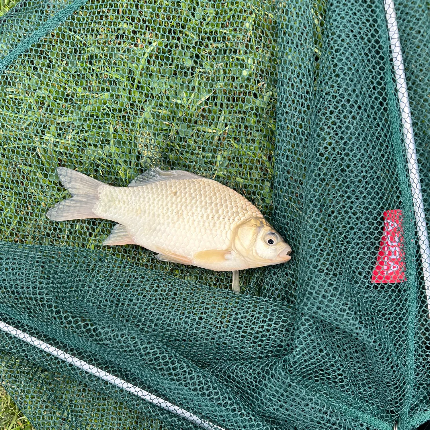 The most recent Common bream catches on Fishbrain