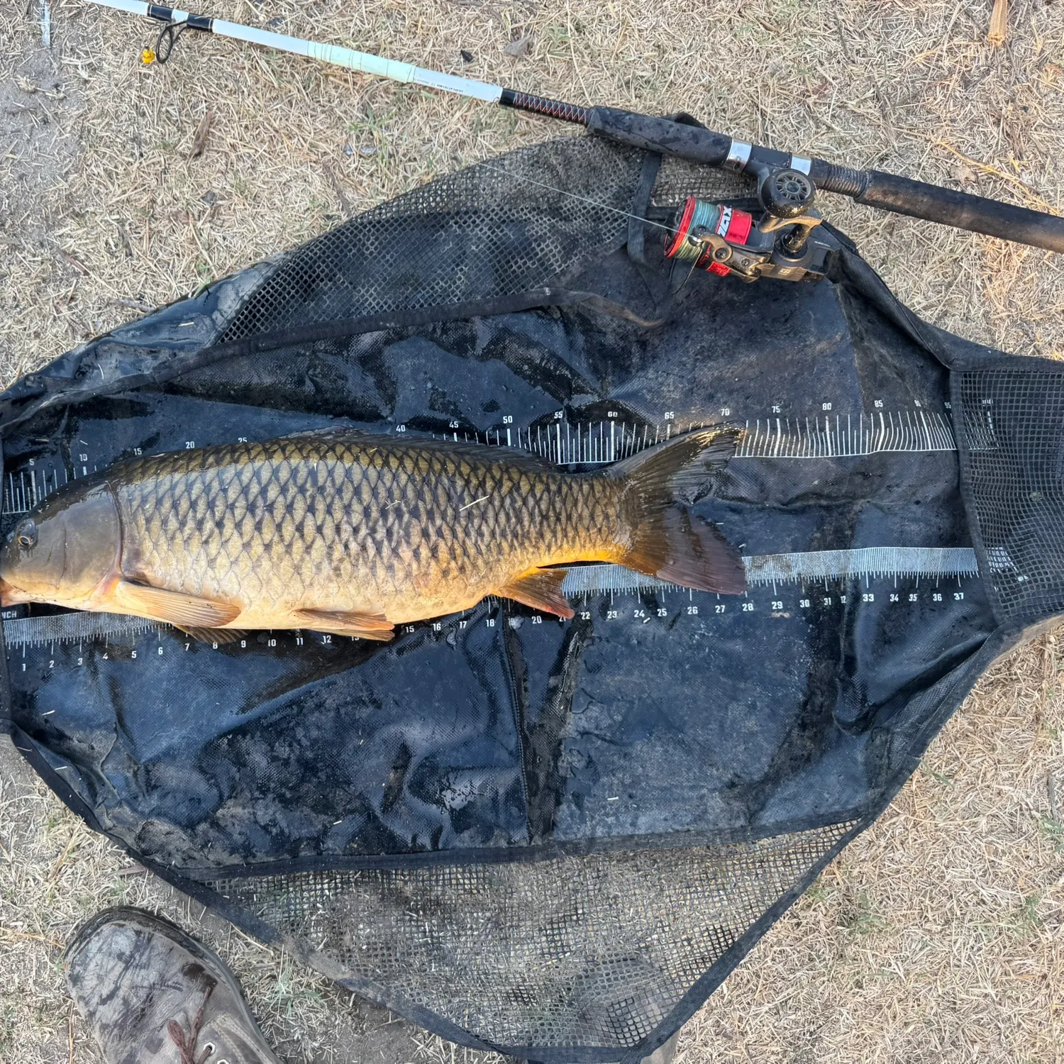 Common carp caught on Fishbrain