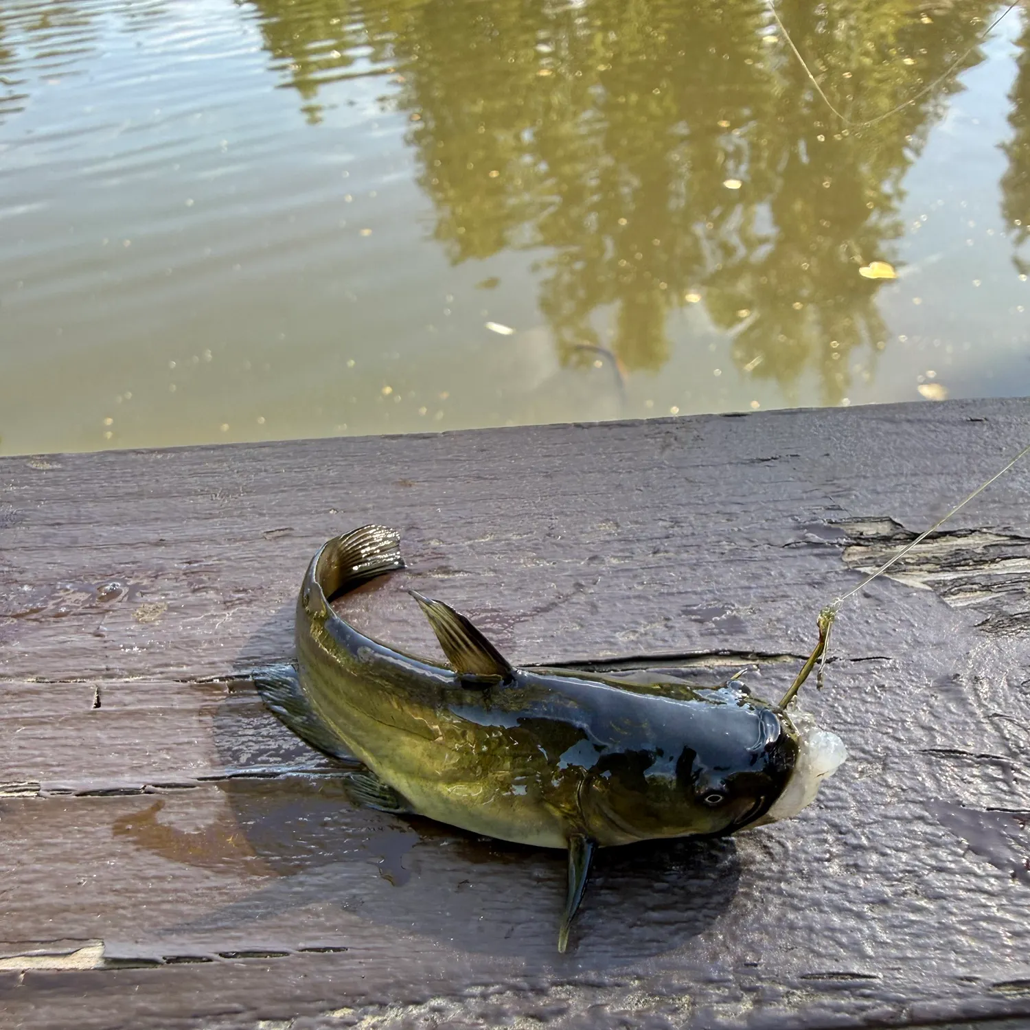 Yellow bullhead caught on Fishbrain