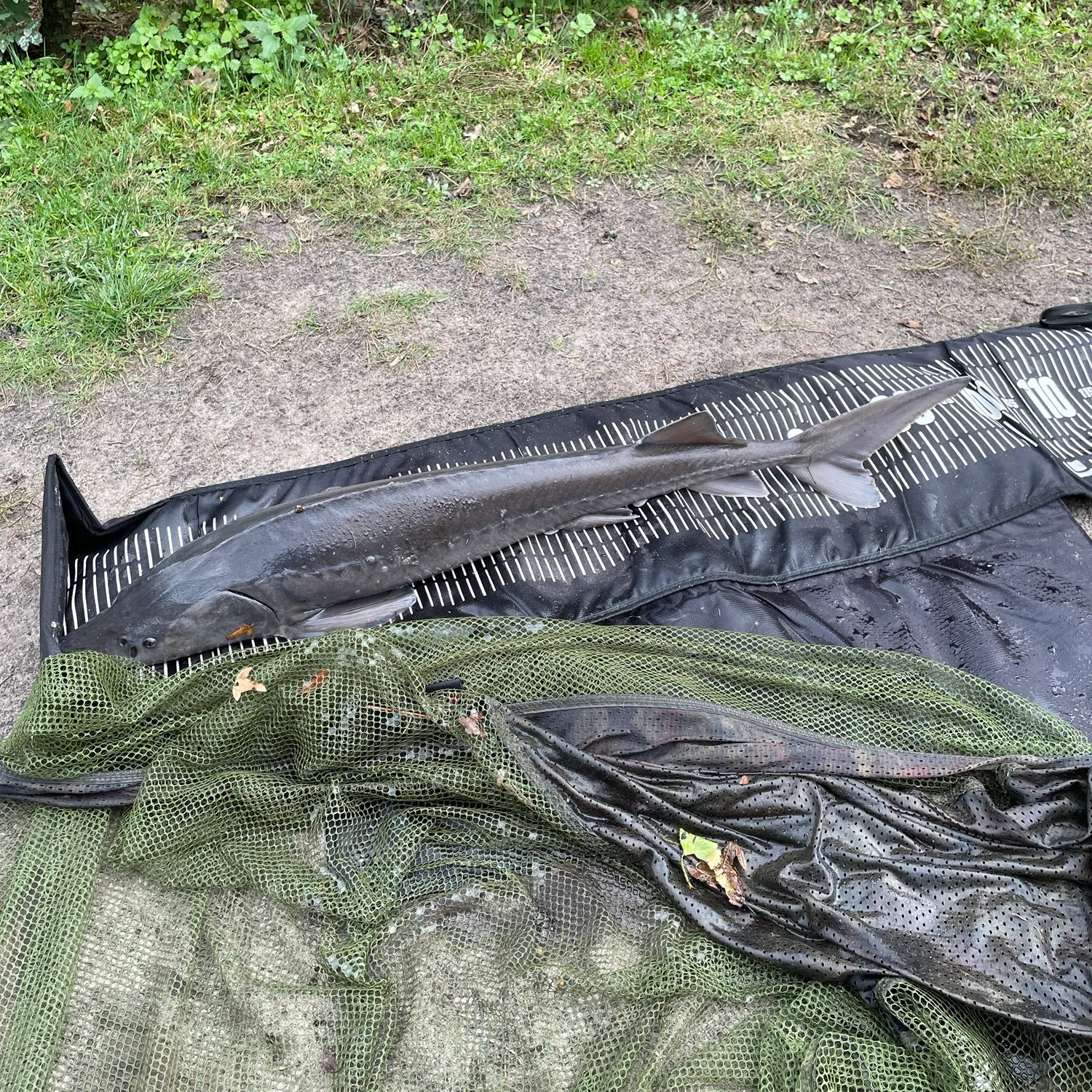 The most recent Siberian sturgeon catches on Fishbrain