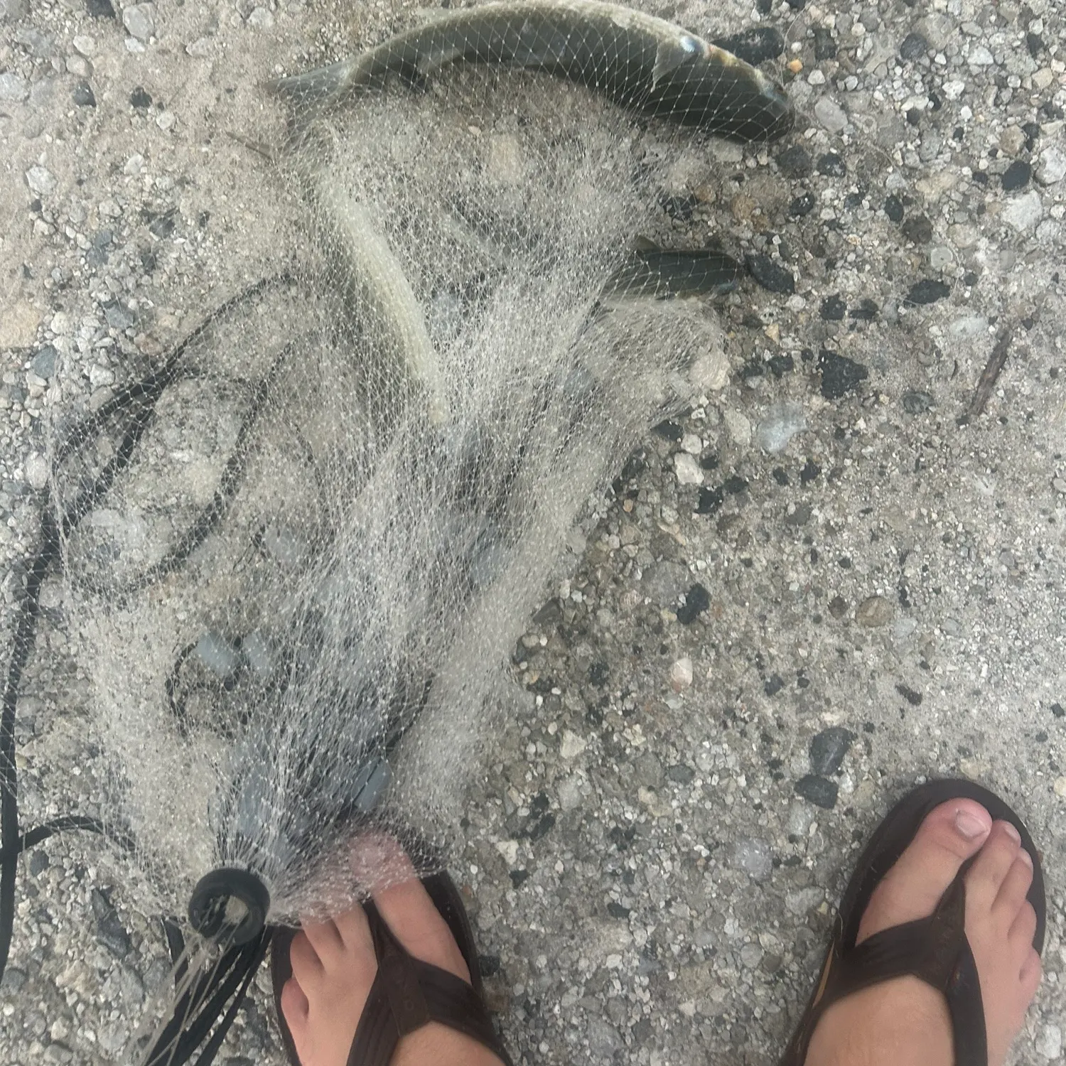 The most recent Striped mullet catches on Fishbrain