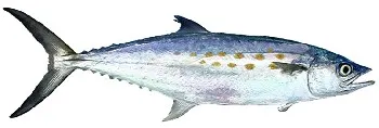 Serra Spanish mackerel